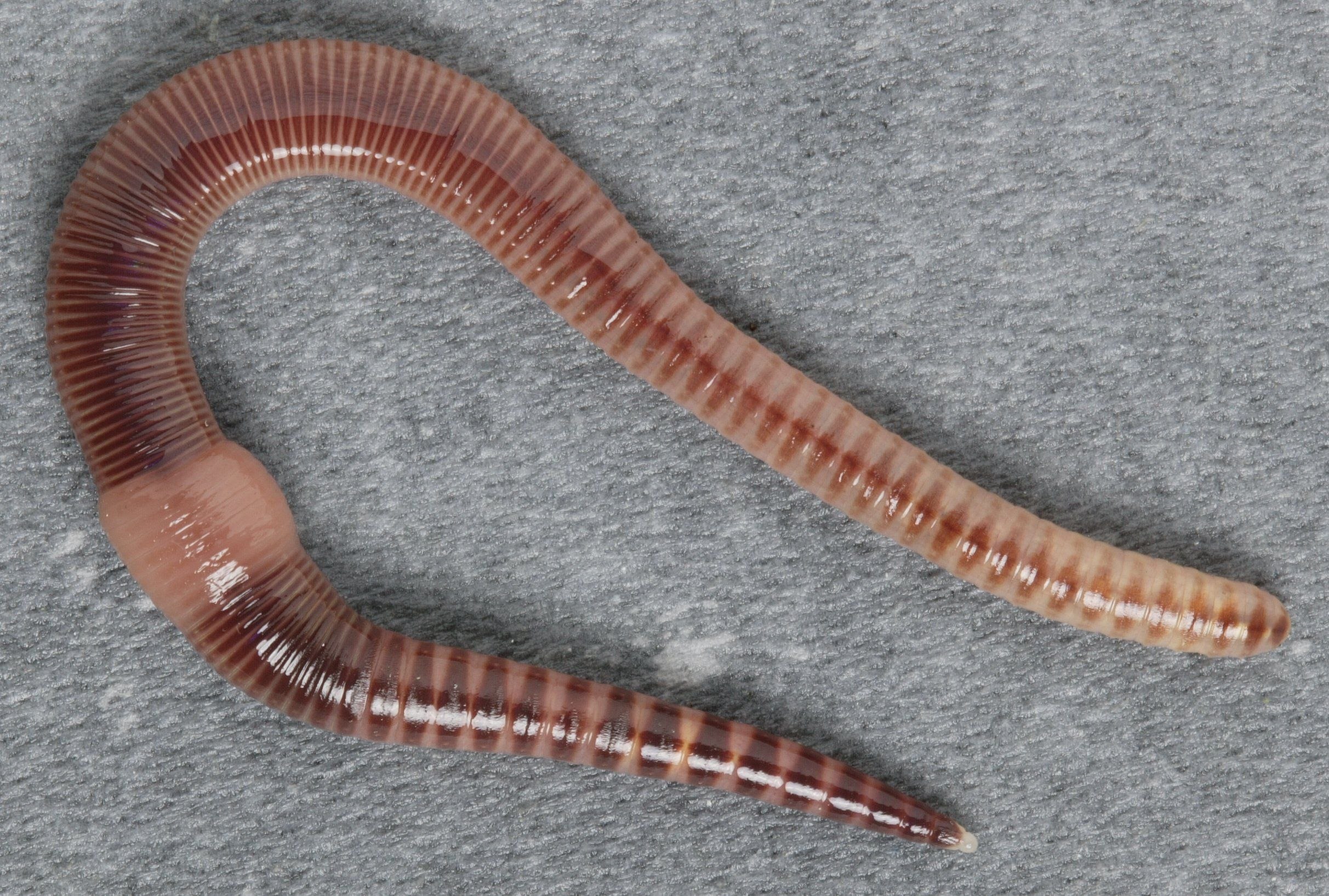 Дождевой червь тип животного. Малошетниковфй крльчатые черви. Малощетинковые кольчатые черви. Малощетинковые черви (дождевой червь). Oligochaeta (Малощетинковые черви).