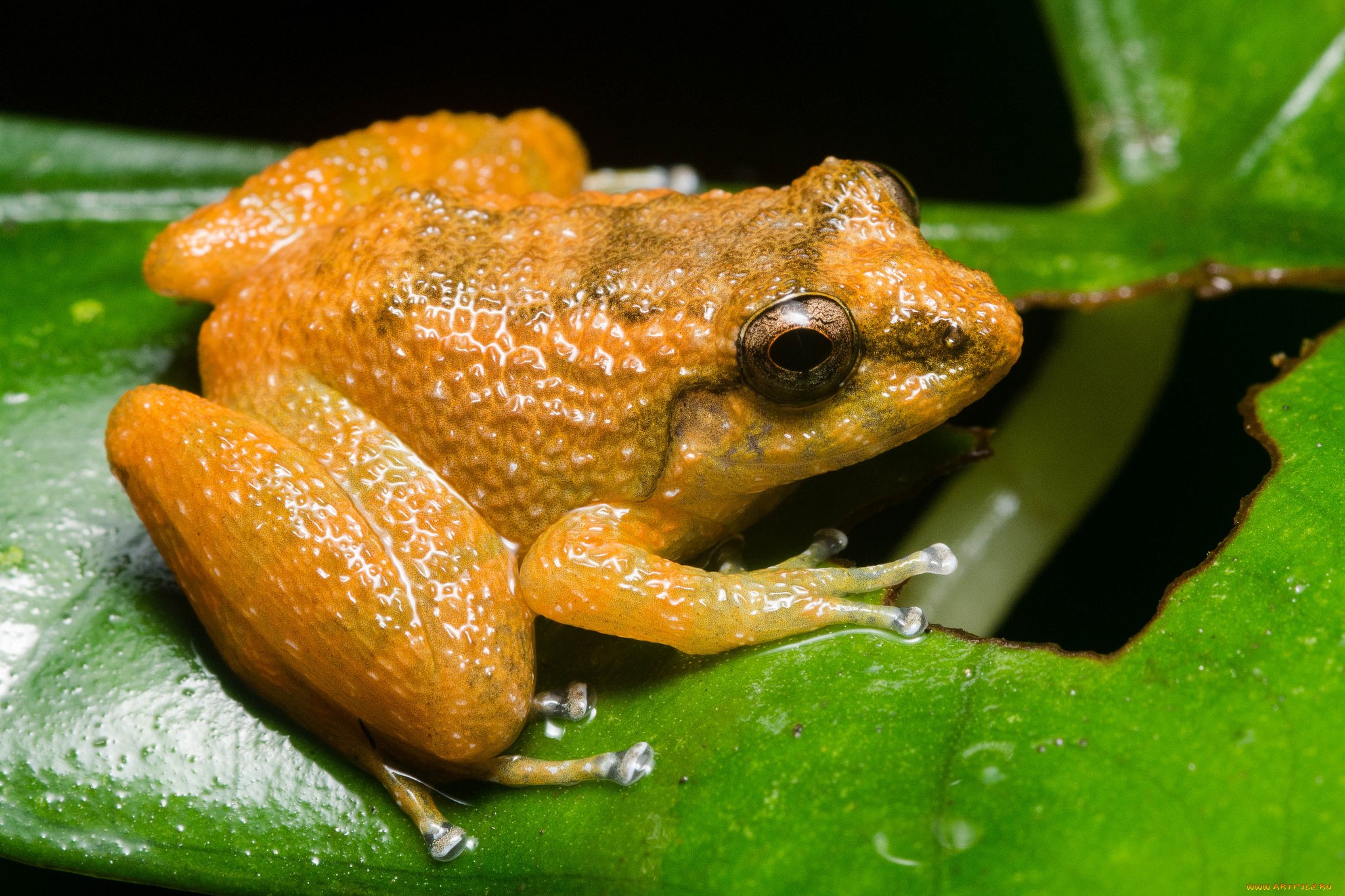 Лягушка это какое животное. Наталийская лягушка. Желтая лягушка. Бывают желтые лягушки. Оранжевая жаба.