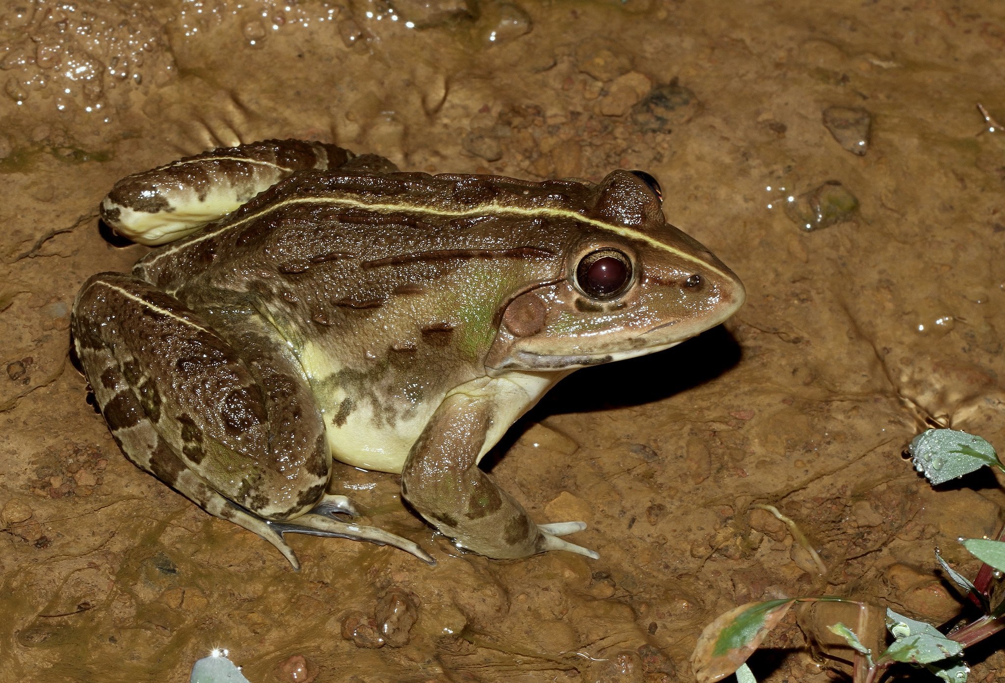 Тигровая лягушка. Индийская тигровая лягушка. Hoplobatrachus tigerinus. Хоккайдская лягушка. Лягушка карликовая тигровая.