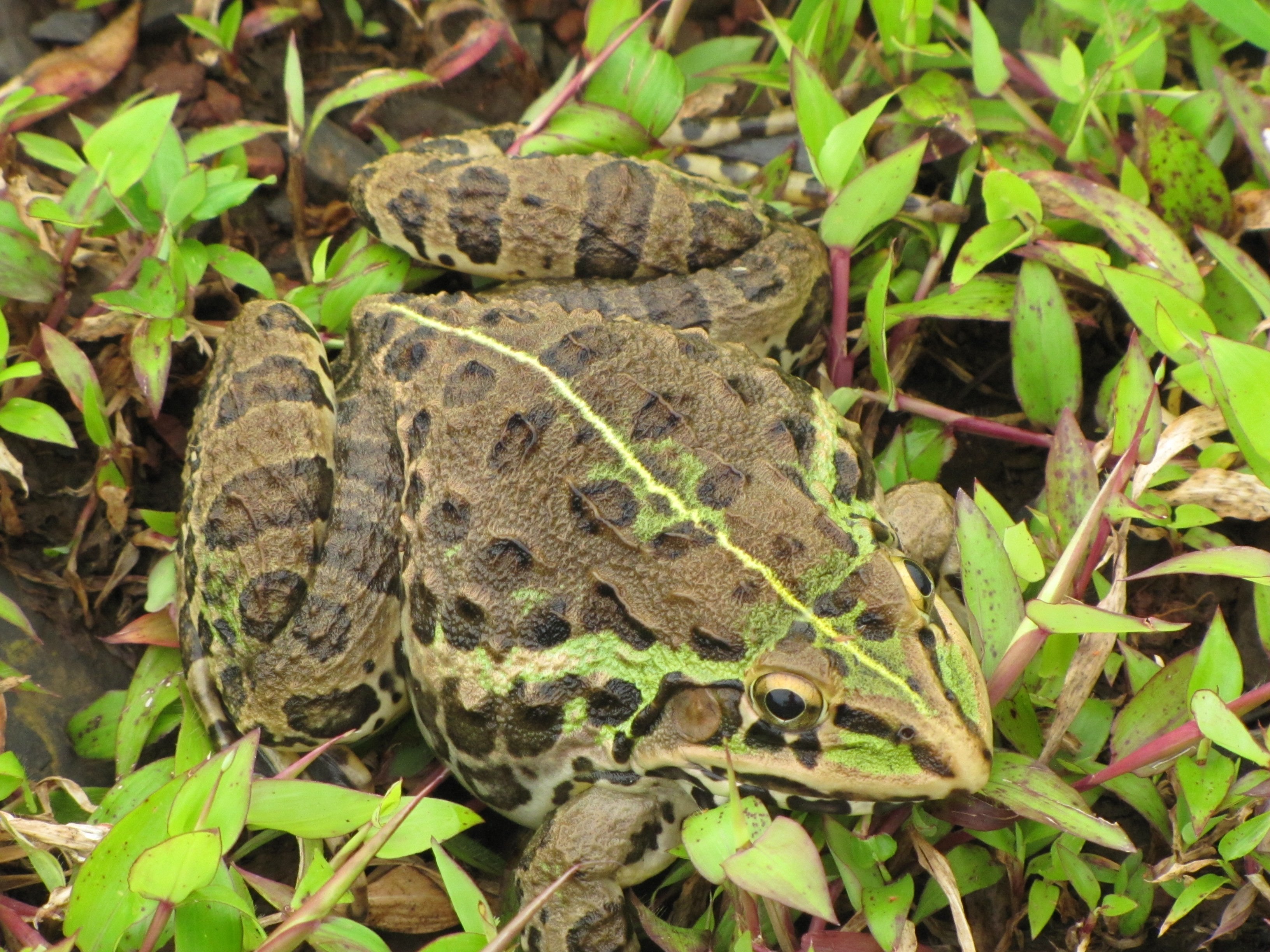 Тигровая лягушка. Индийская тигровая лягушка. Hoplobatrachus tigerinus. Лягушка Арлекин Коста Рика. Лягушка карликовая тигровая.