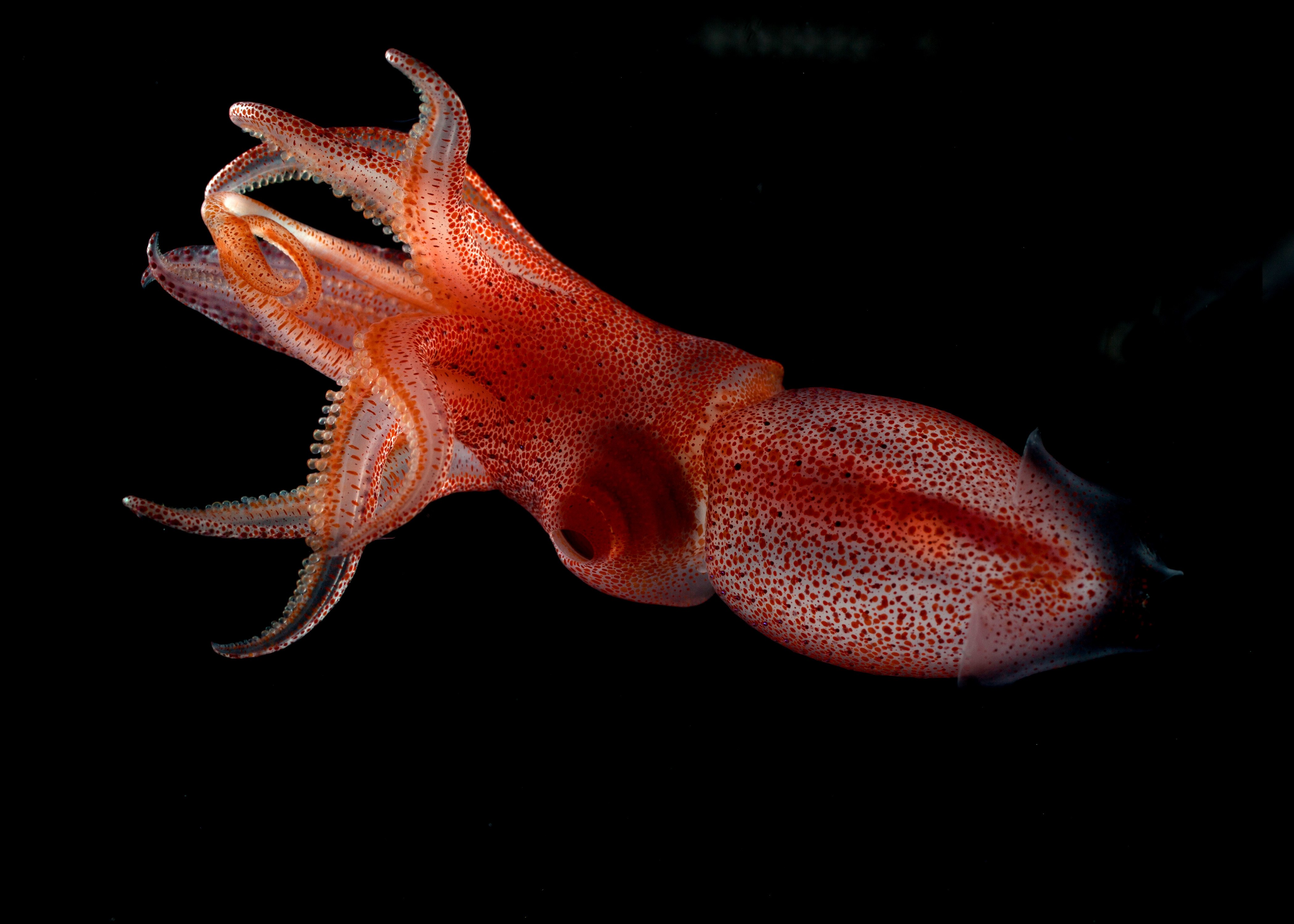 Головоногие каракатица. Кальмар Бартрама. Кальмар моллюск. Глубоководный кальмар фото.