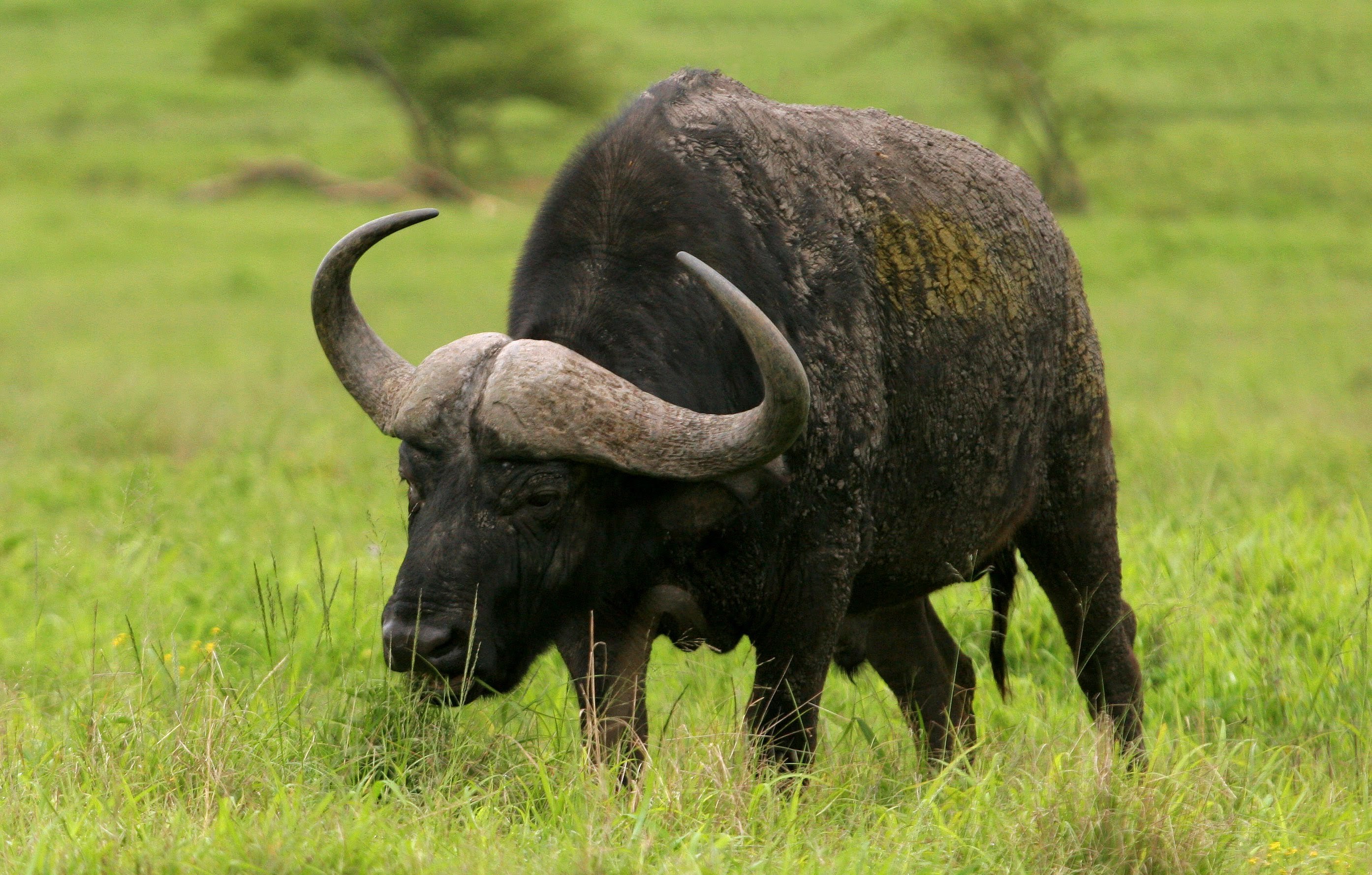 Кафрский буйвол фото