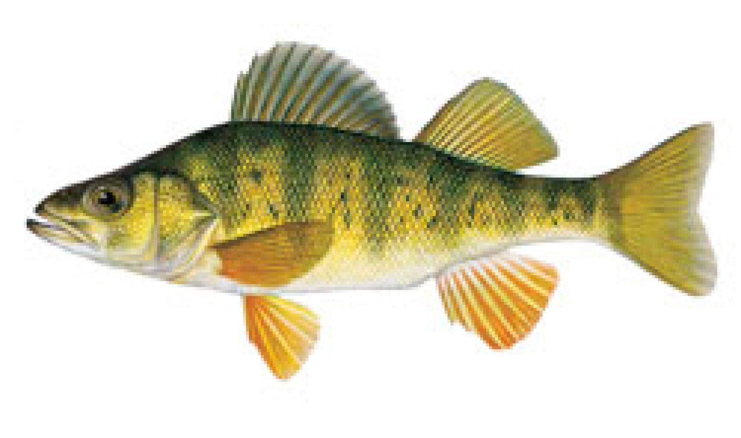 Картинка речные рыбы для детей. Речные рыбы. Рыба окунь. Рыбки речные картинки. Речные рыбы для детей.