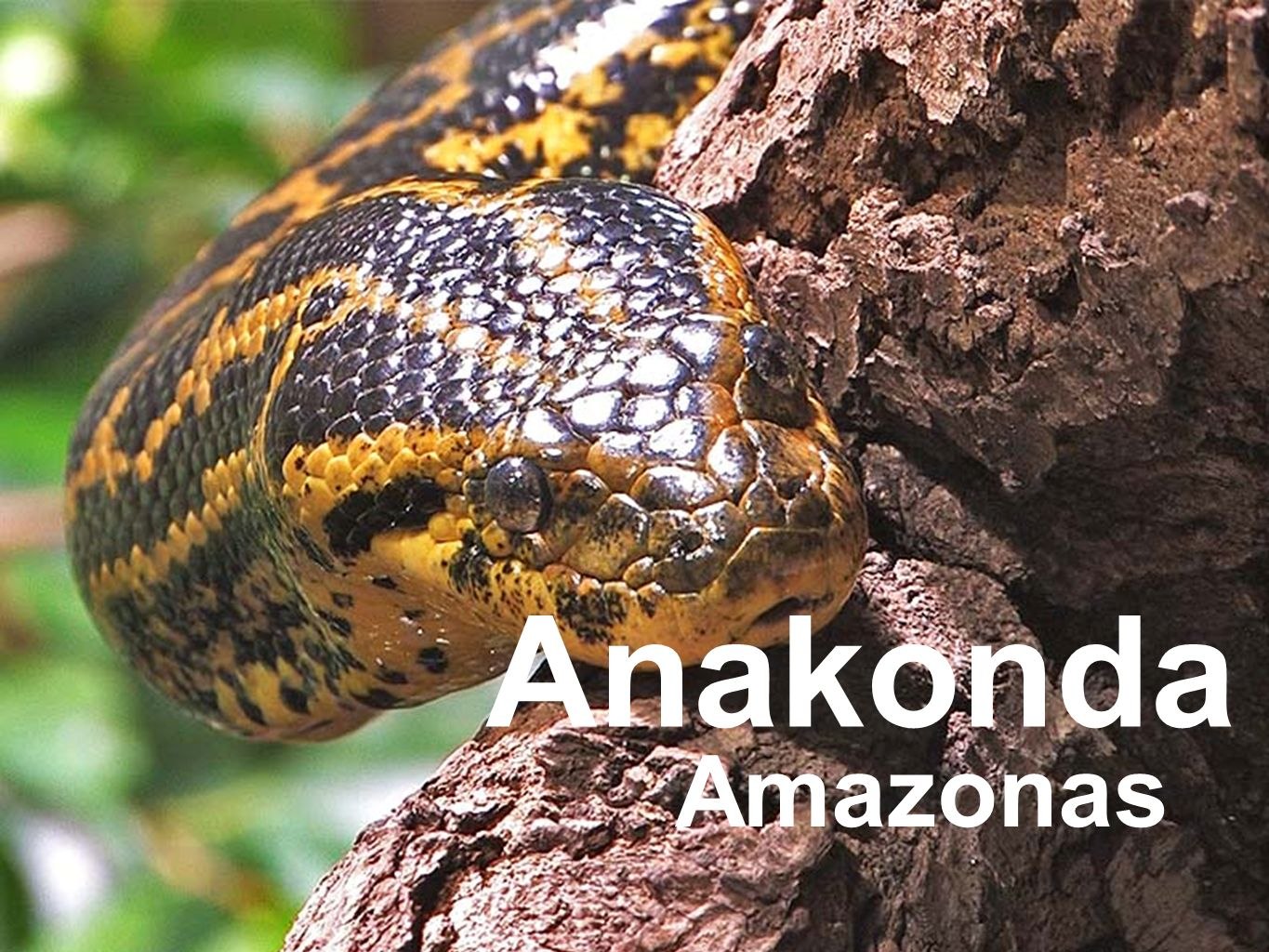 Почему анаконда. Анаконда змея. Анаконда eunectes murinus. Змея Anaconda. Река Амазонка змея Анаконда.
