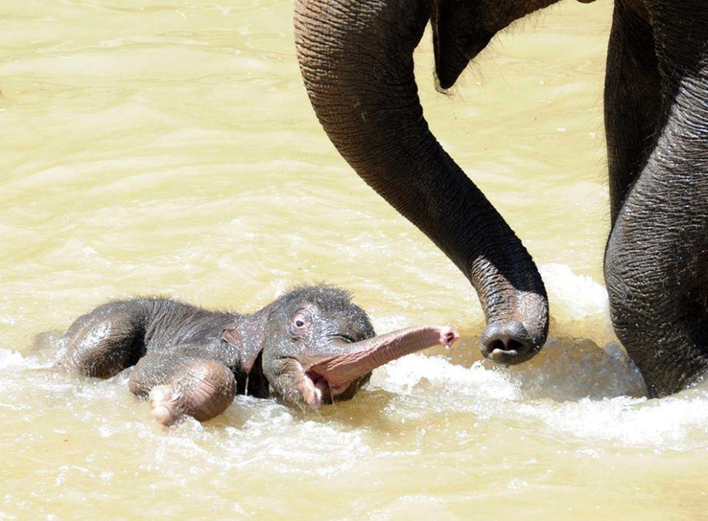 Сколько весит детеныш. Слоненок купается. Новорождённый слонёнок весит.