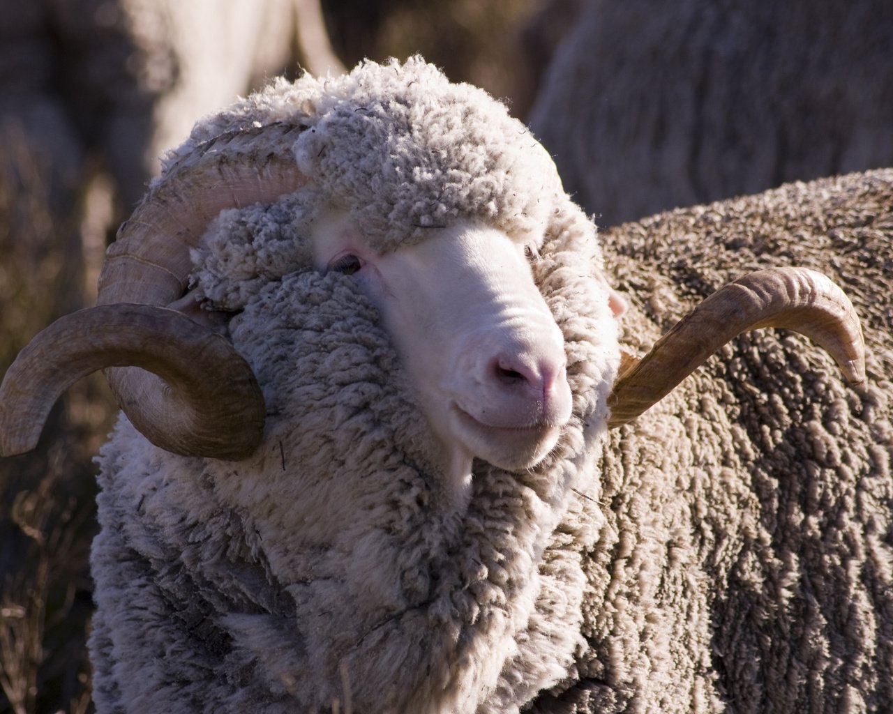 Овца с рогами