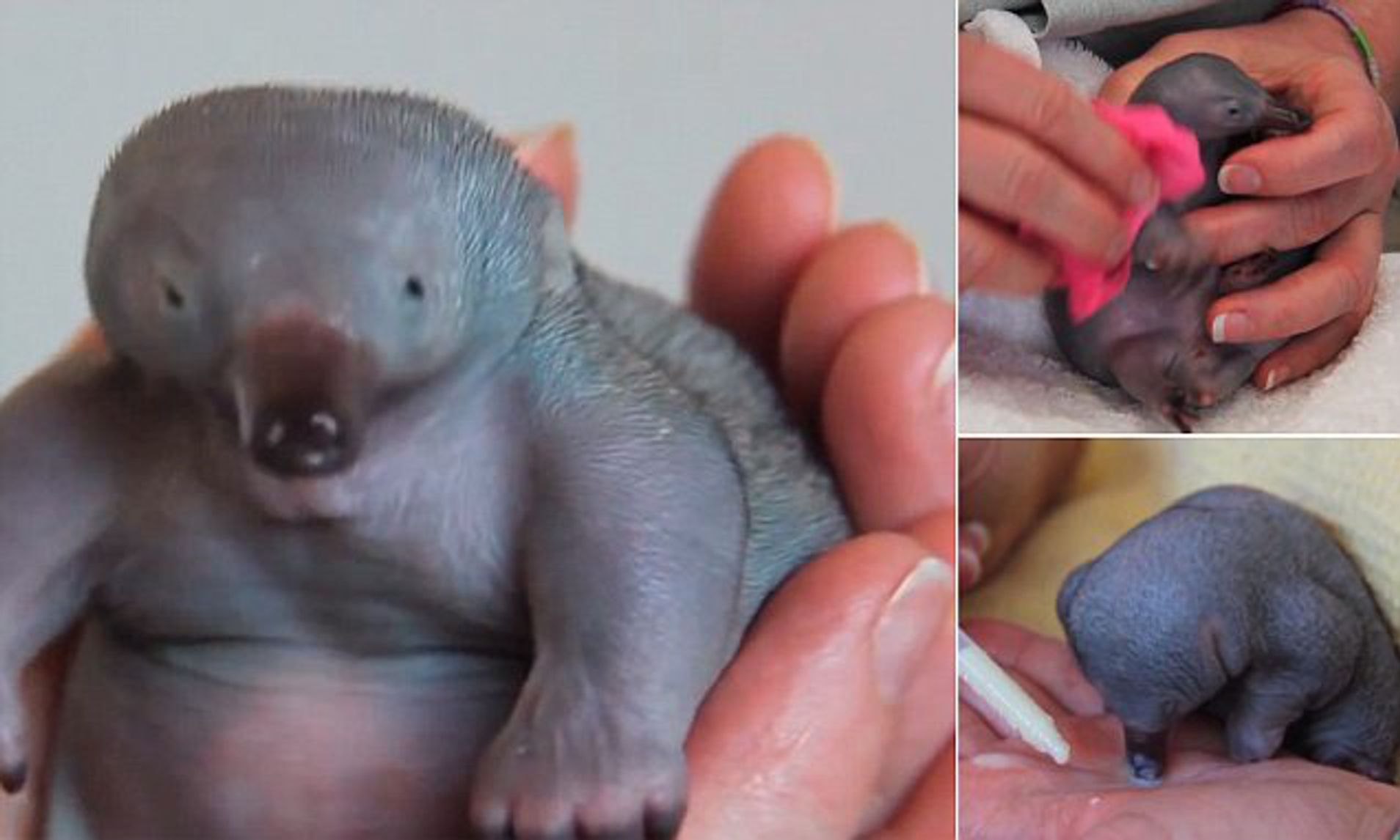 Baby Echidna Rescued In The Barrington