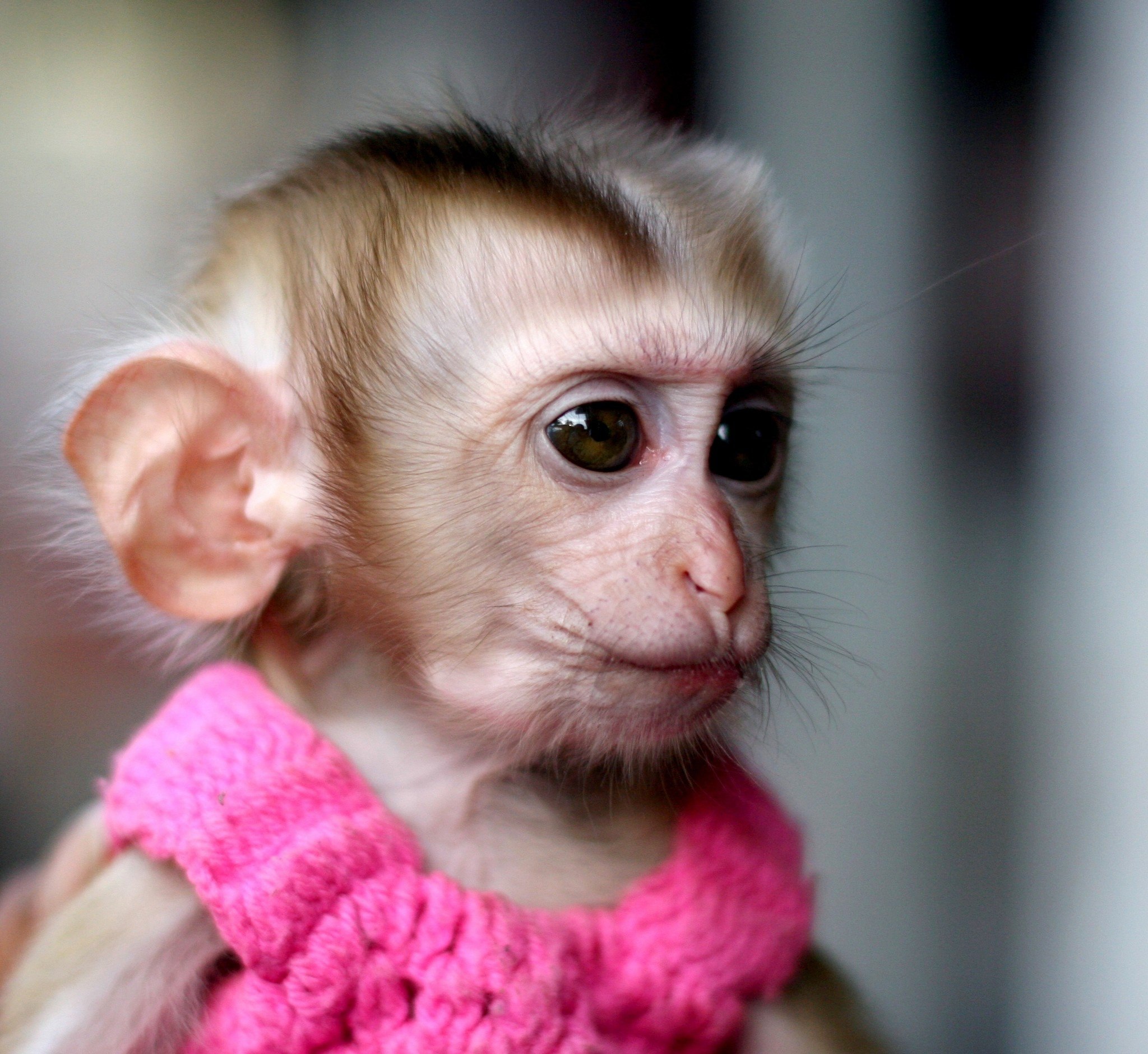 Фото смешной обезьянки. Меймун макаки. Милая обезьянка. Смешные обезьянки. Красивая обезьяна.