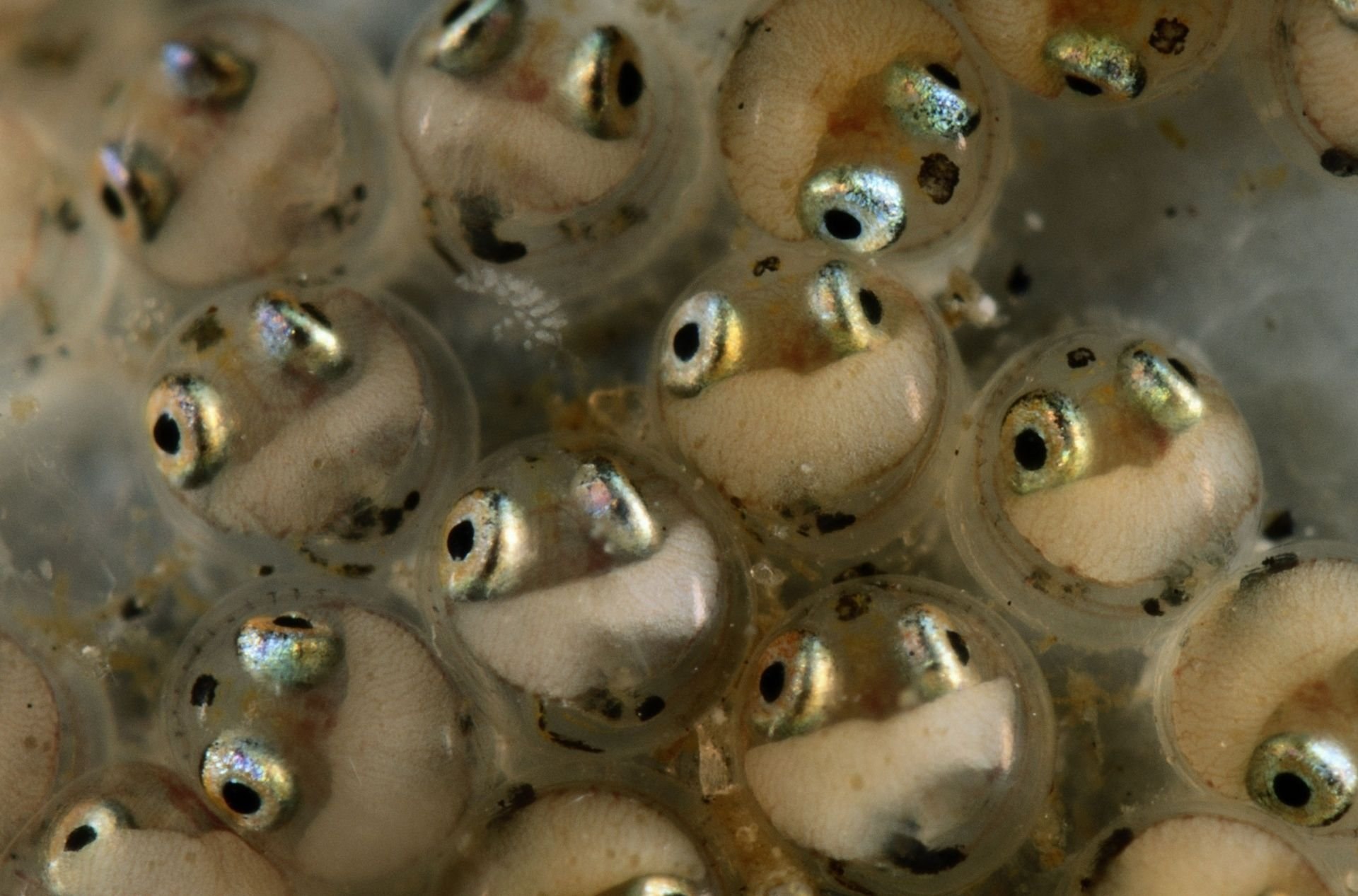 Рыба откладывающая икру в моллюске