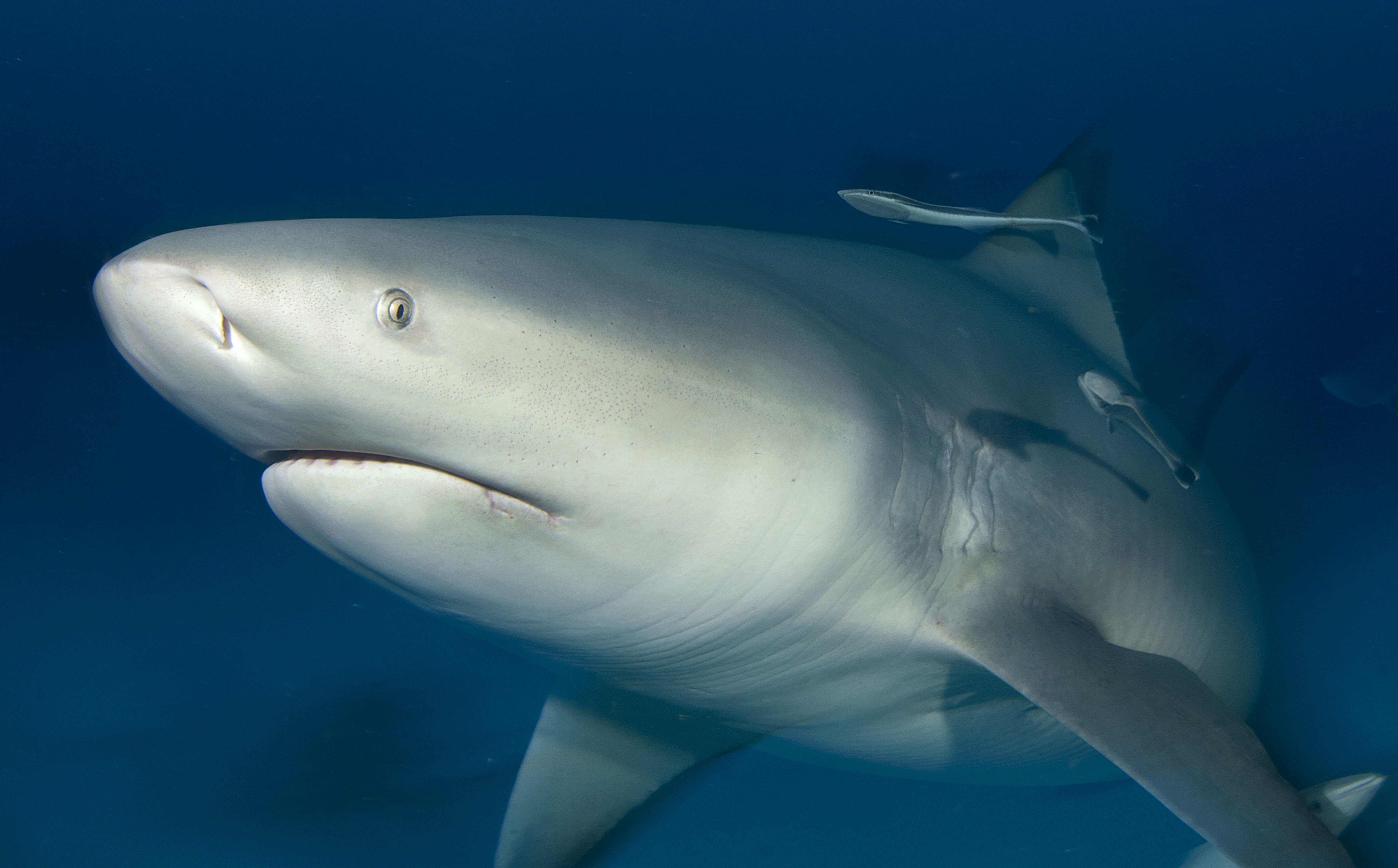 Австралийская акула. Тупорылая акула и акула бык. Акула-бык (Carcharhinus leucas). Серая бычья акула. Тупорылая акула.