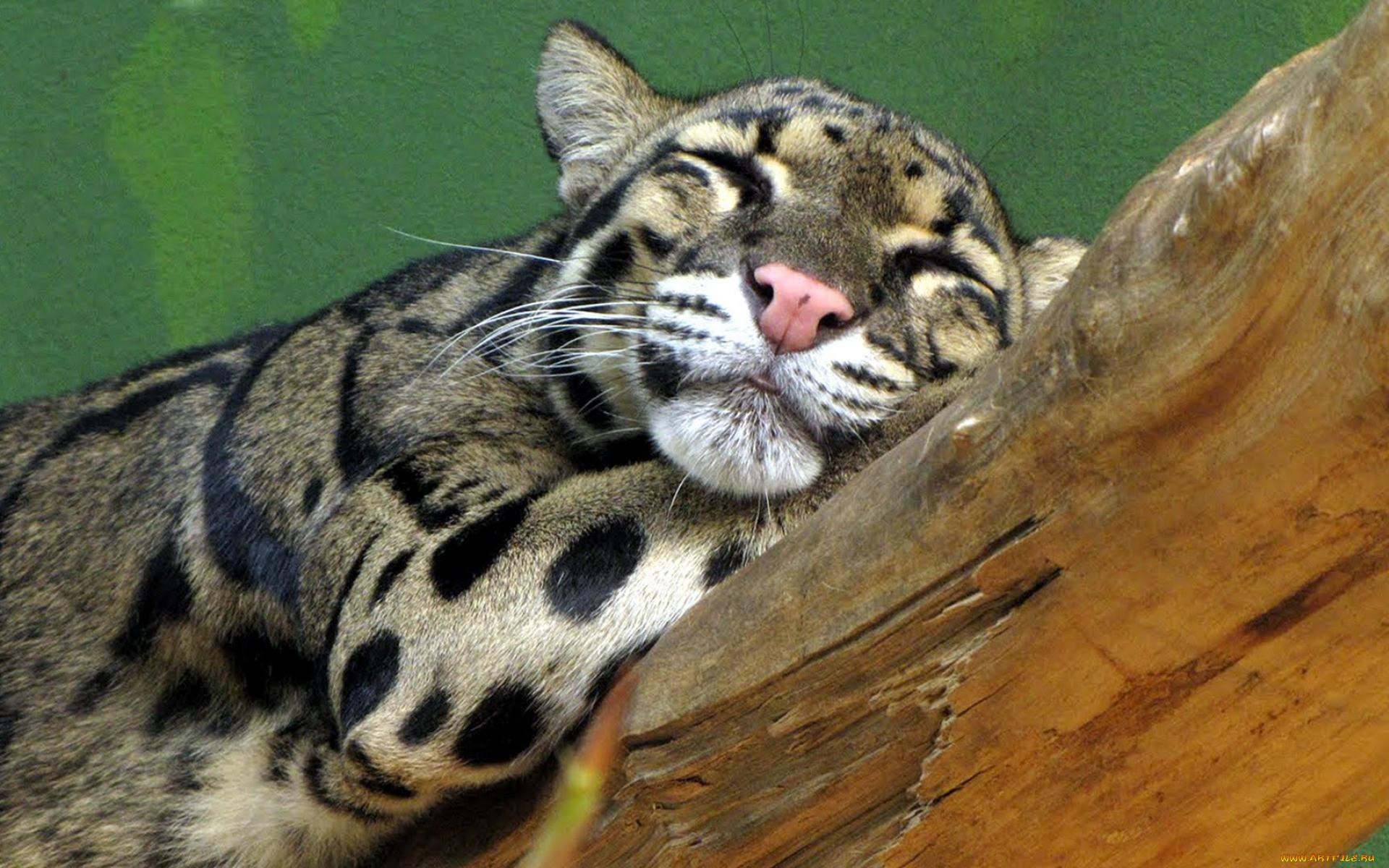 Дикие кошки сон. Дымчатый леопард (Neofelis nebulosa),. Дымчатый леопард и Оцелот. Белый дымчатый леопард. Формозский дымчатый леопард.