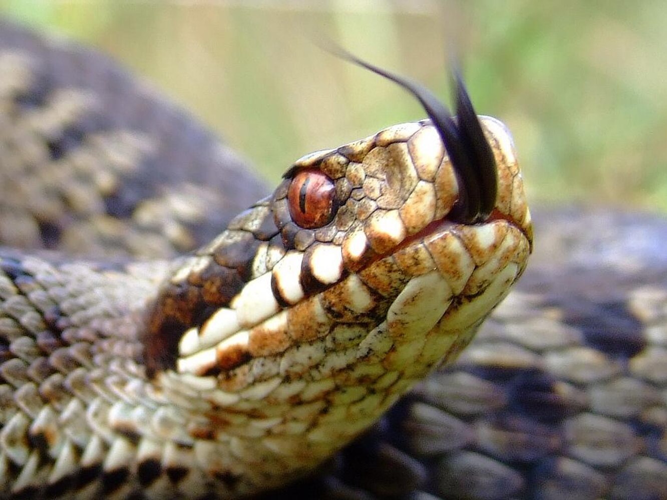 Ядом гадюки купить. Змея гадюка обыкновенная. Обыкновенная гадюка (Vipera berus). Гадюка Динника. Змея гадюка ядовитая.