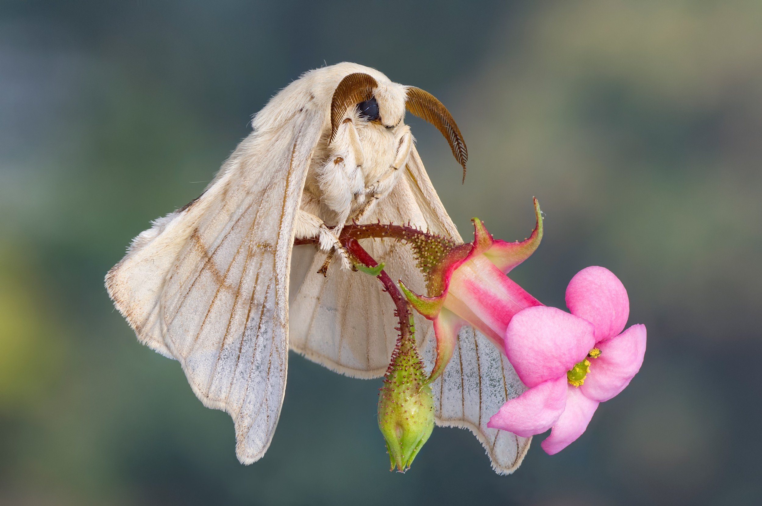 Тутов шелкопряд фото. Тутовый шелкопряд бабочка. Венесуэльский пуделевый мотылек. Мотылек тутового шелкопряда. Венесуэльский тутовый шелкопряд.