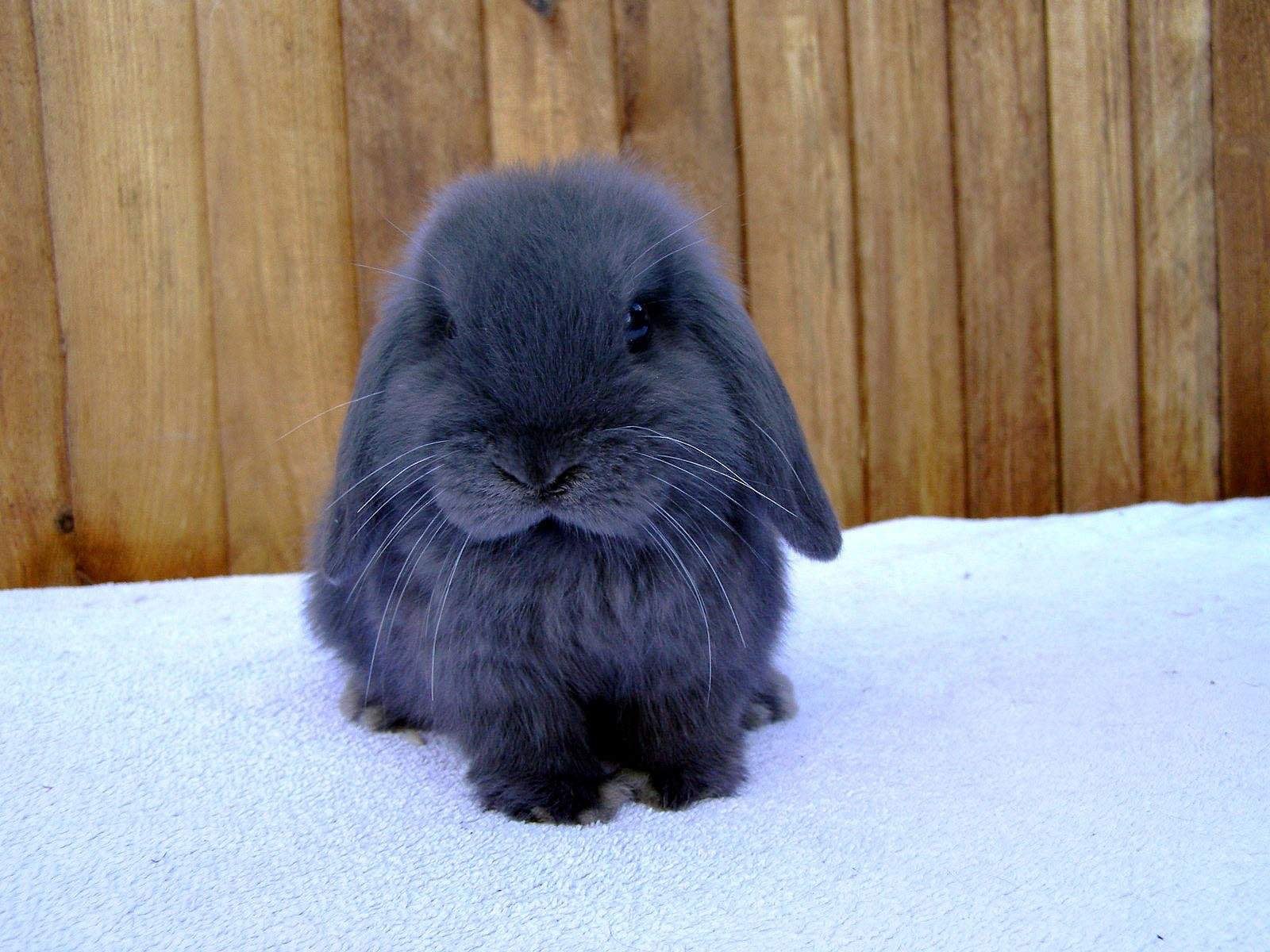 Маленький серый кролик. Венский голубой кролик карликовый. Голландский вислоухий кролик. Голубой вислоухий кролик. Голландский вислоухий кролик черный.