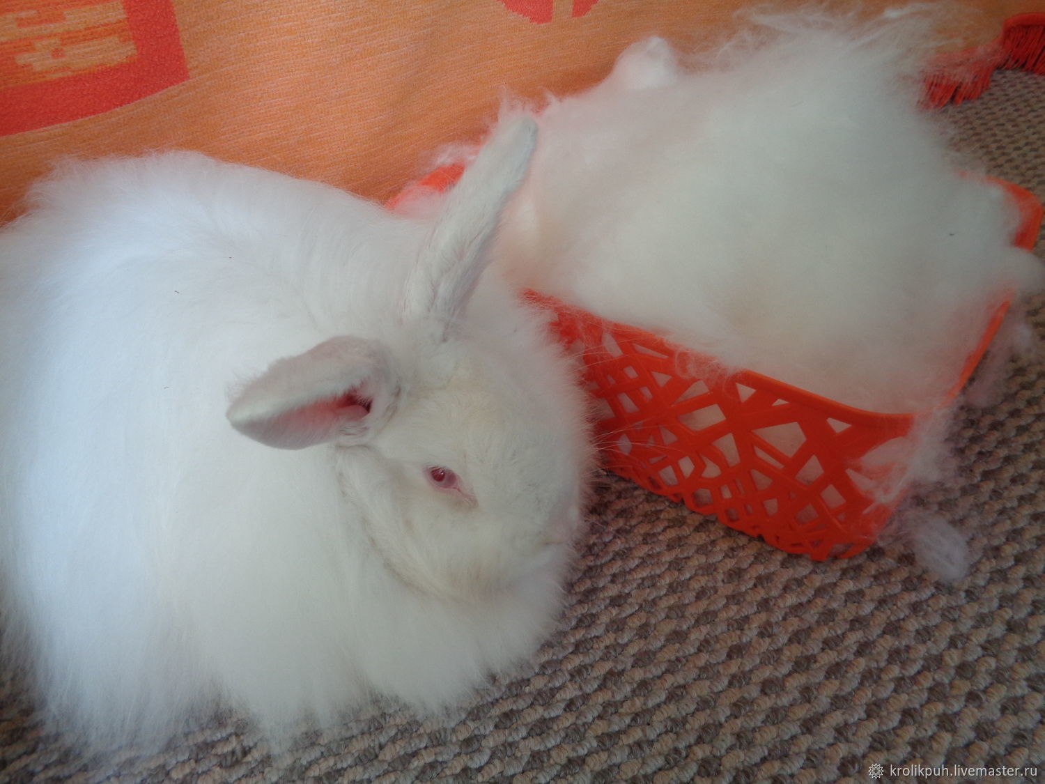 Кроличья шерсть. Ангорский пуховой кролик. Кролики порода ангорка. Кролик ангорский белый пуховый кролик. Кролик ангорский белый французский.
