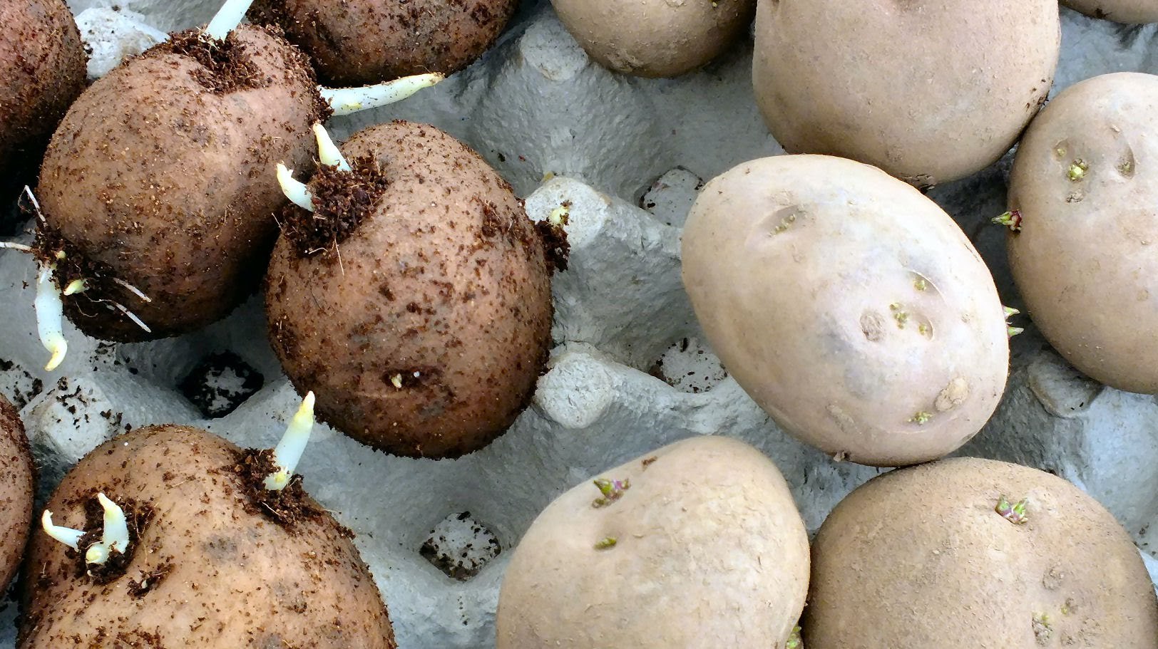Как правильно прорастить картофель для посадки. Нецветущие сорта картофеля. Семенные клубни картофеля. Посадка картошки. Клубень картошки.