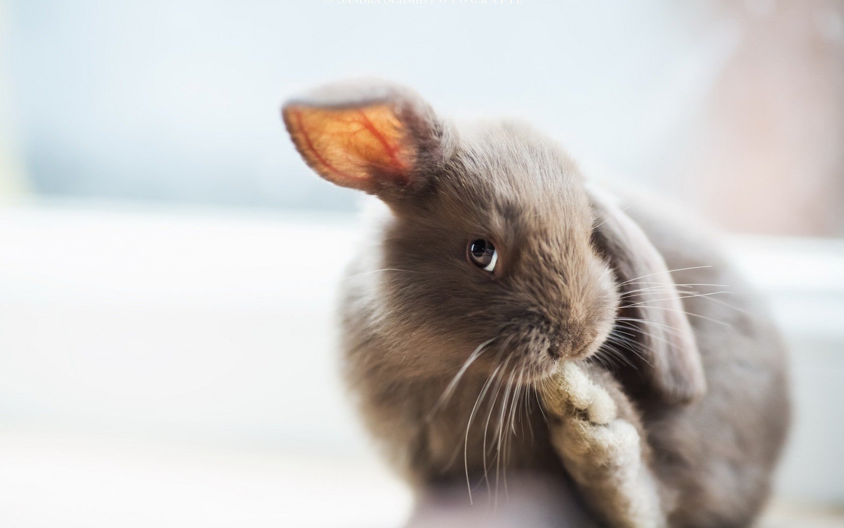 Лысый кролик - 81 фото