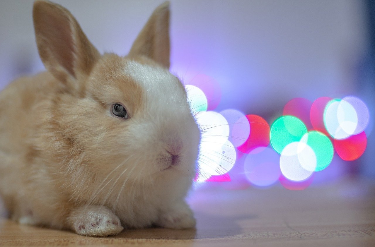 В Белгороде продаётся лысый кролик за 10 млн рублей