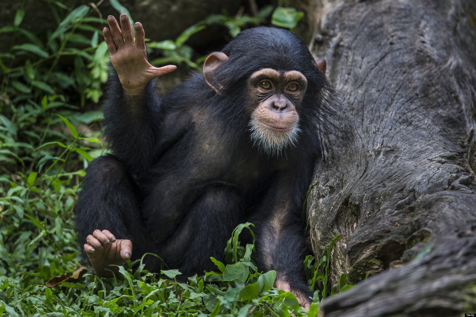 Наблюдать обезьяна. Шимпанзе бонобо. Карликовые шимпанзе бонобо. Шимпанзе человекообразные обезьяны. Бонобо в Конго.