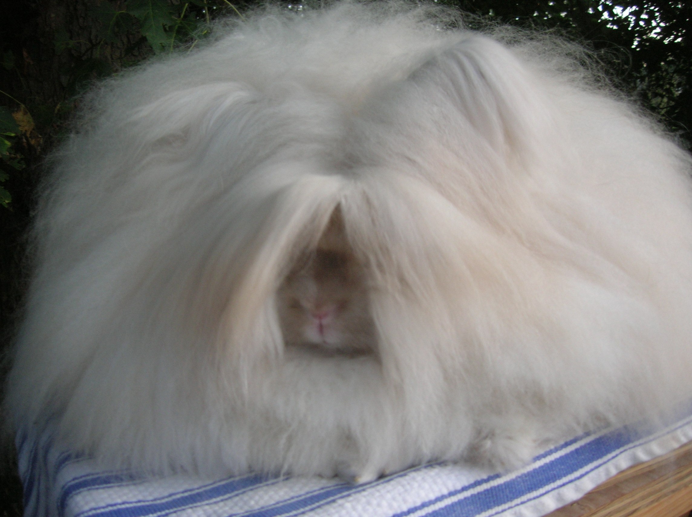 Кроличья шерсть. Сирийский ангорский хомяк. Белый ангорский кролик. Ангорский пуховой кролик. Пушистый ангорский кролик.