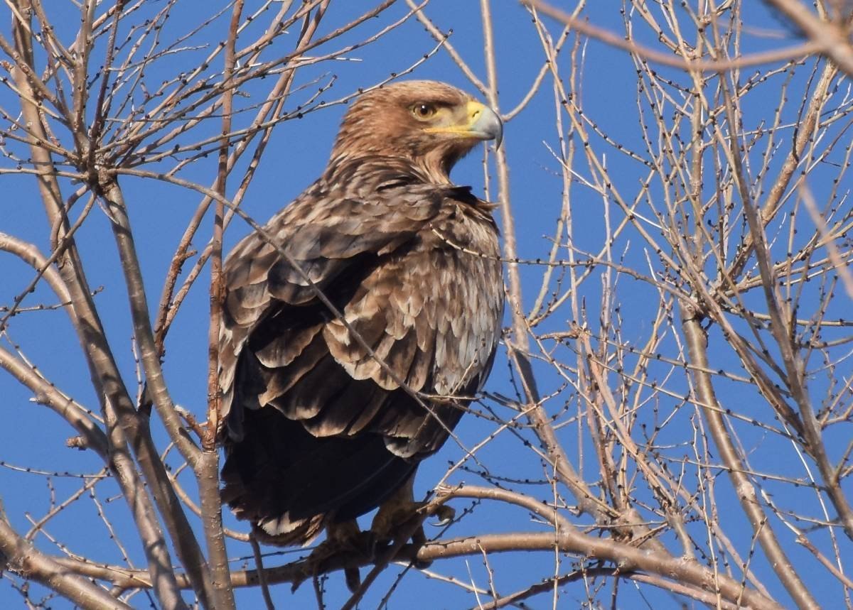 Могильник. Могильник (Aquila heliaca). Орел-могильник (Aquila heliaca. Орел могильник и Беркут. Eastern Imperial Eagle Aquila heliaca.