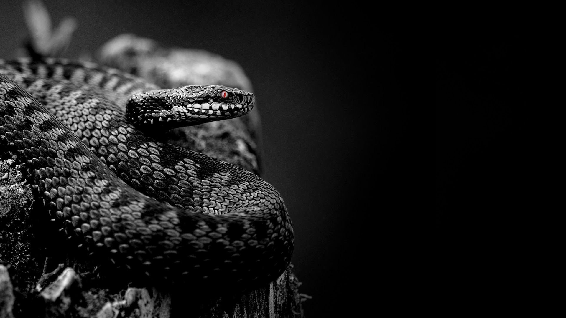 Змея на заставку телефона. Черный питон змея. Черный Аспид змея. Уж гадюка ,Кобра, питон. Гадюка обыкновенная.