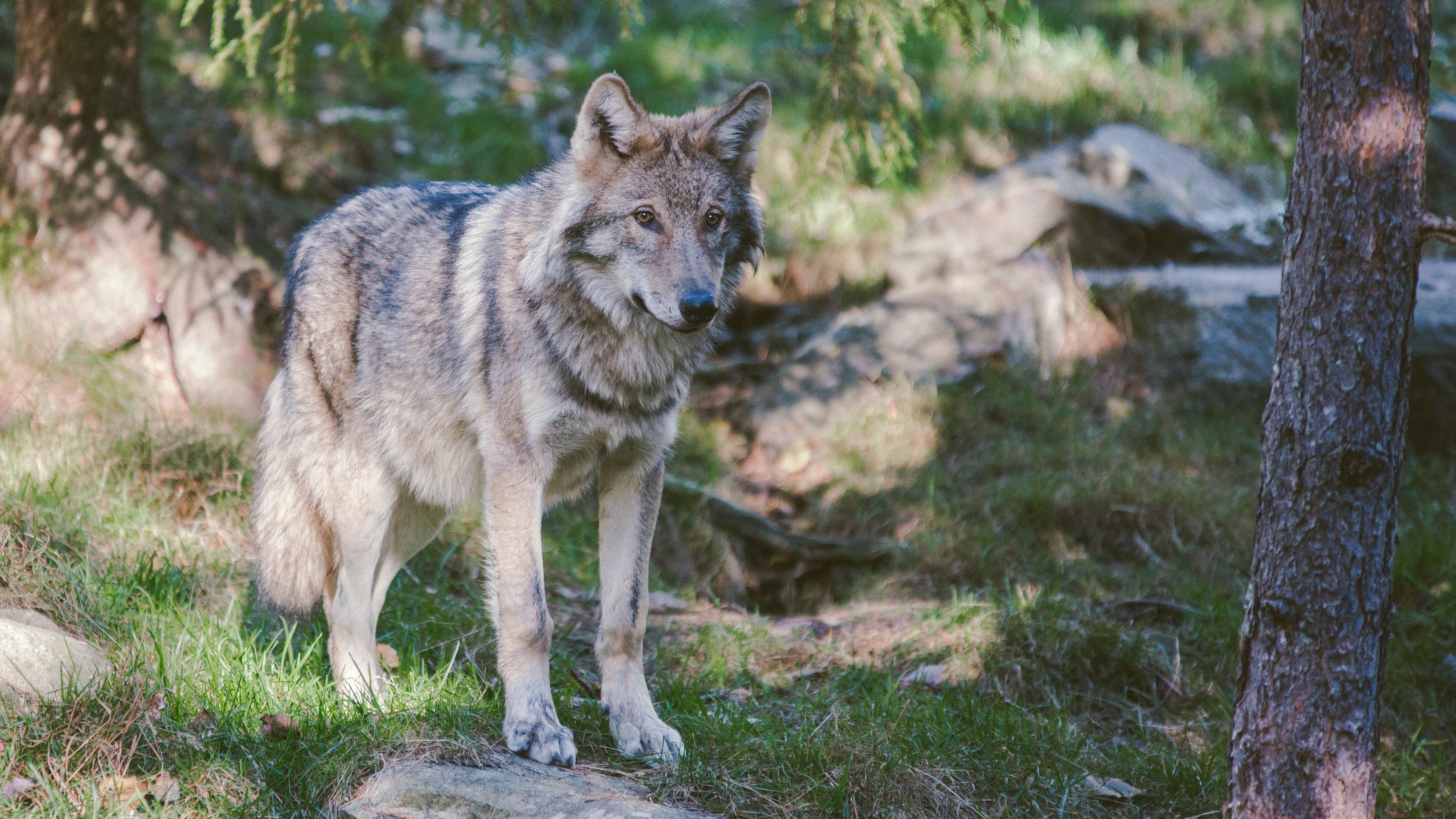 Ever wolf. Волк Северной Америки. Арлан волк. Волк серый. Каменный волк.