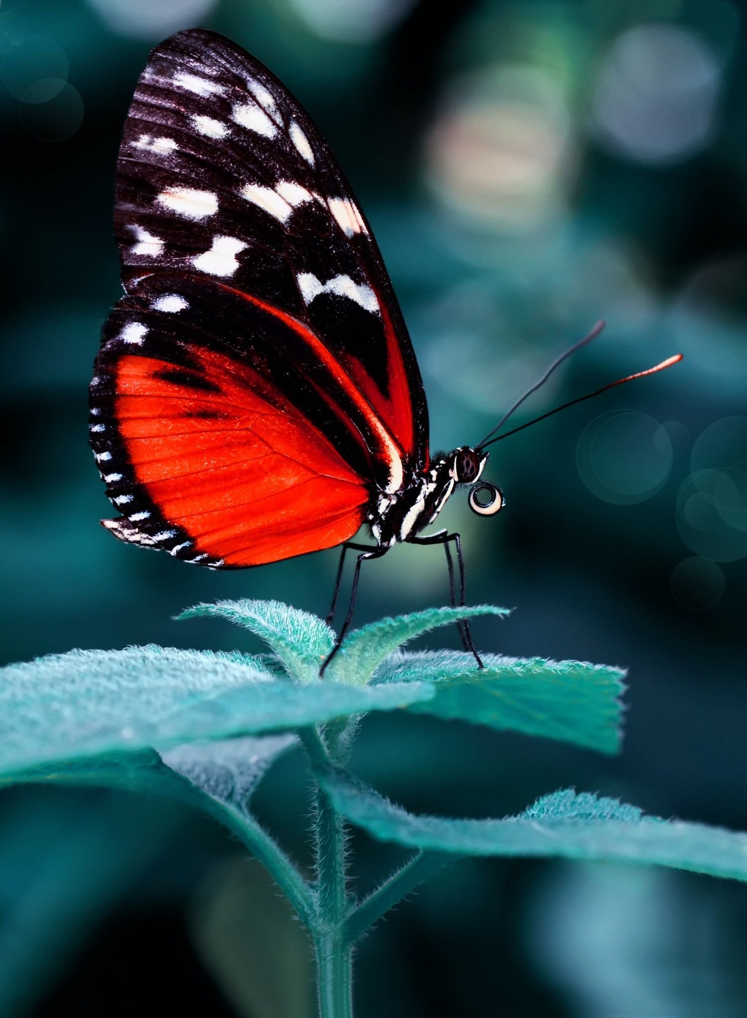 Красная бабочка. Heliconius hecale. Черный Кардинал бабочка. Бабочка красного цвета.