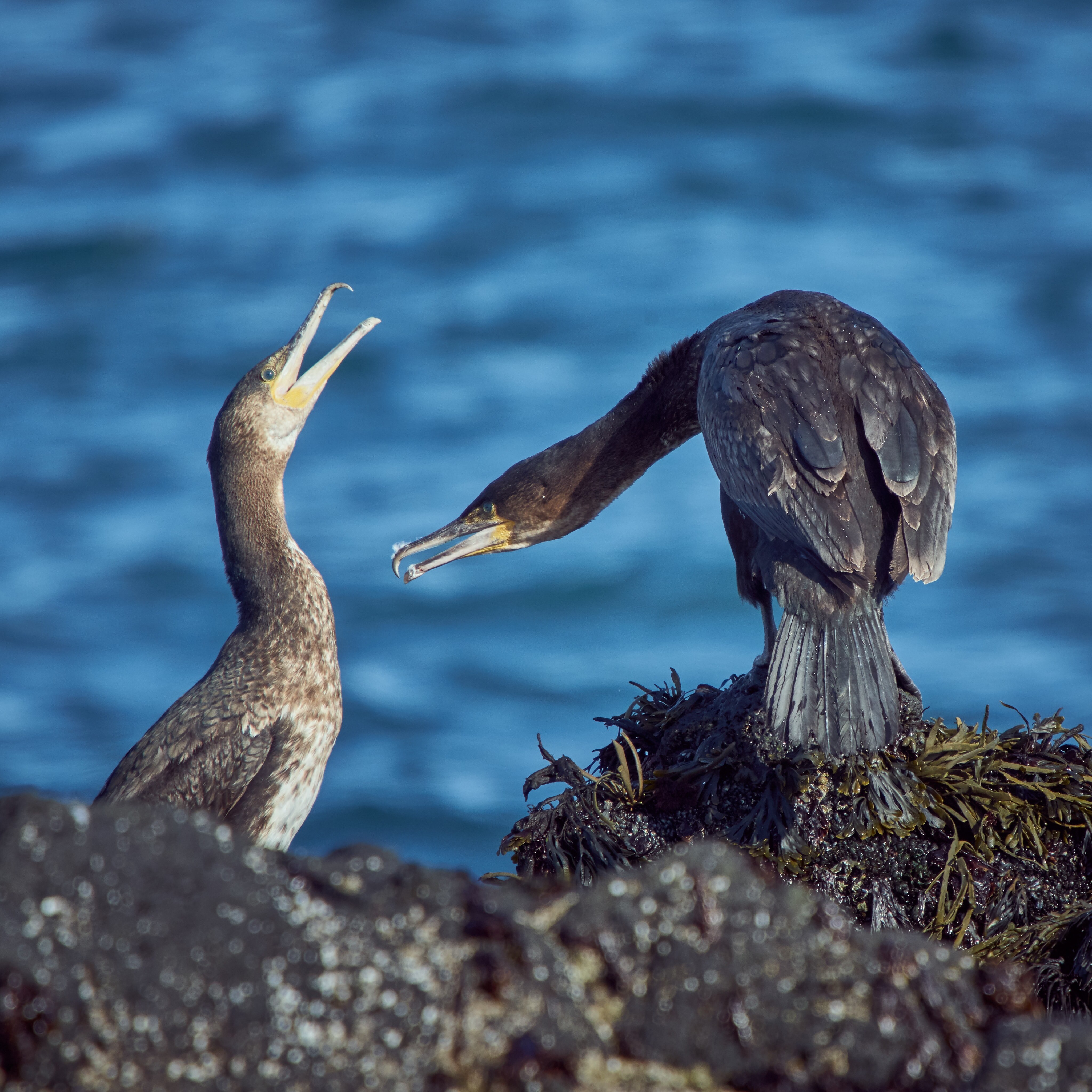 Галапагосский нелетающий Баклан. Galapagos Flightless Cormorant Sea Bird. Баклан Балтийский. Гнездо баклана.