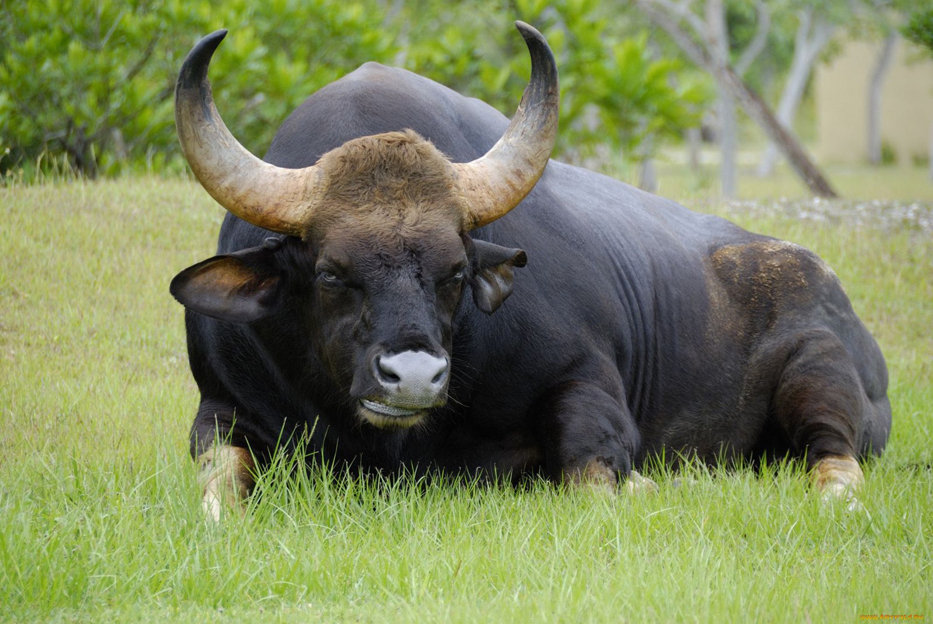 Дикий бык индии 4. Дикий бык Гаур. Самый большой бык в мире Гаур. Азиатские быки Гауры. Гаур индийский Бизон.