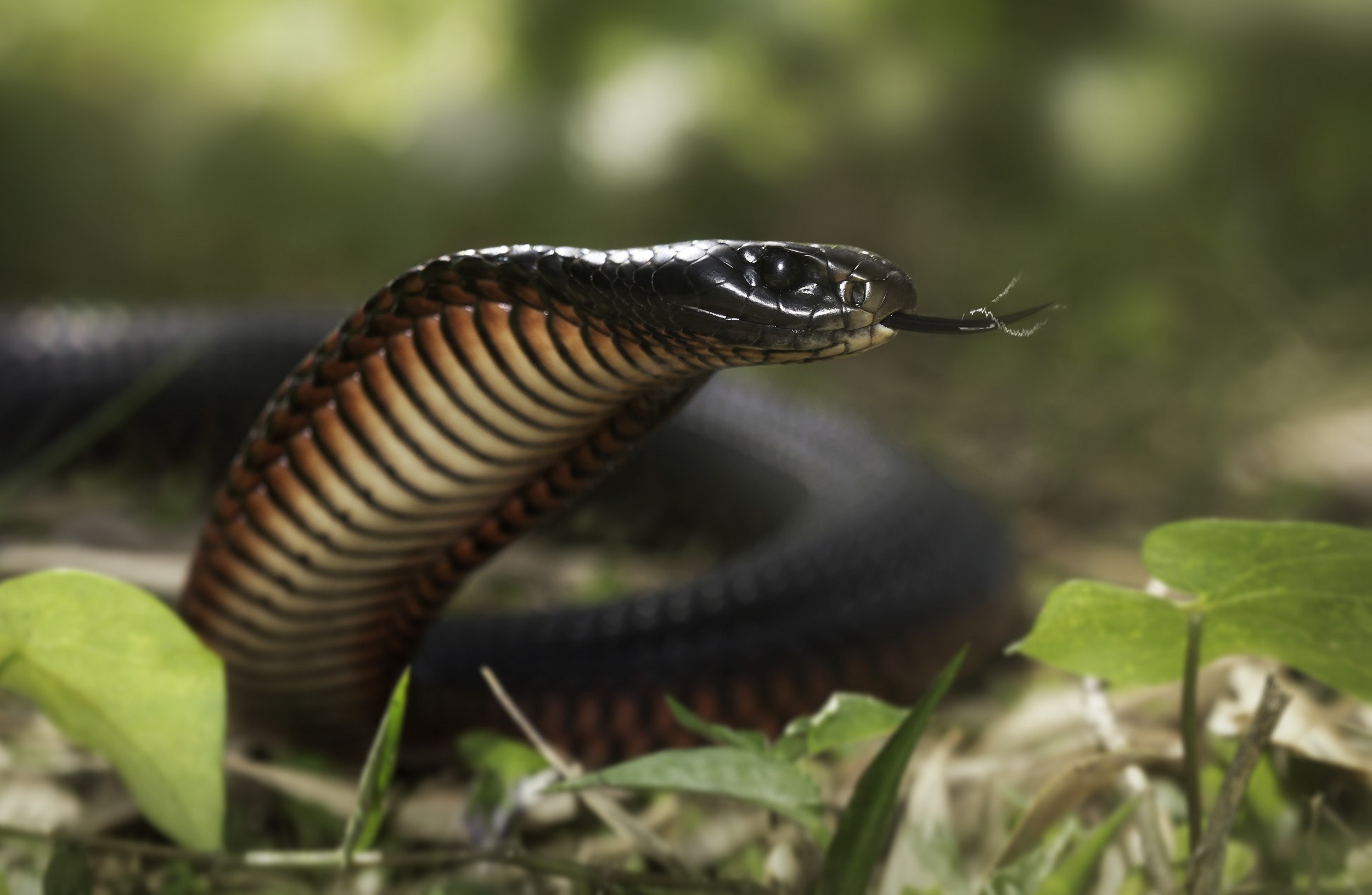 Ехидны змеи. Ехидна змея. Черная ехидна змея. Ехидна ядовитая змея. Черная ехидна Pseudechis porphyriacus.