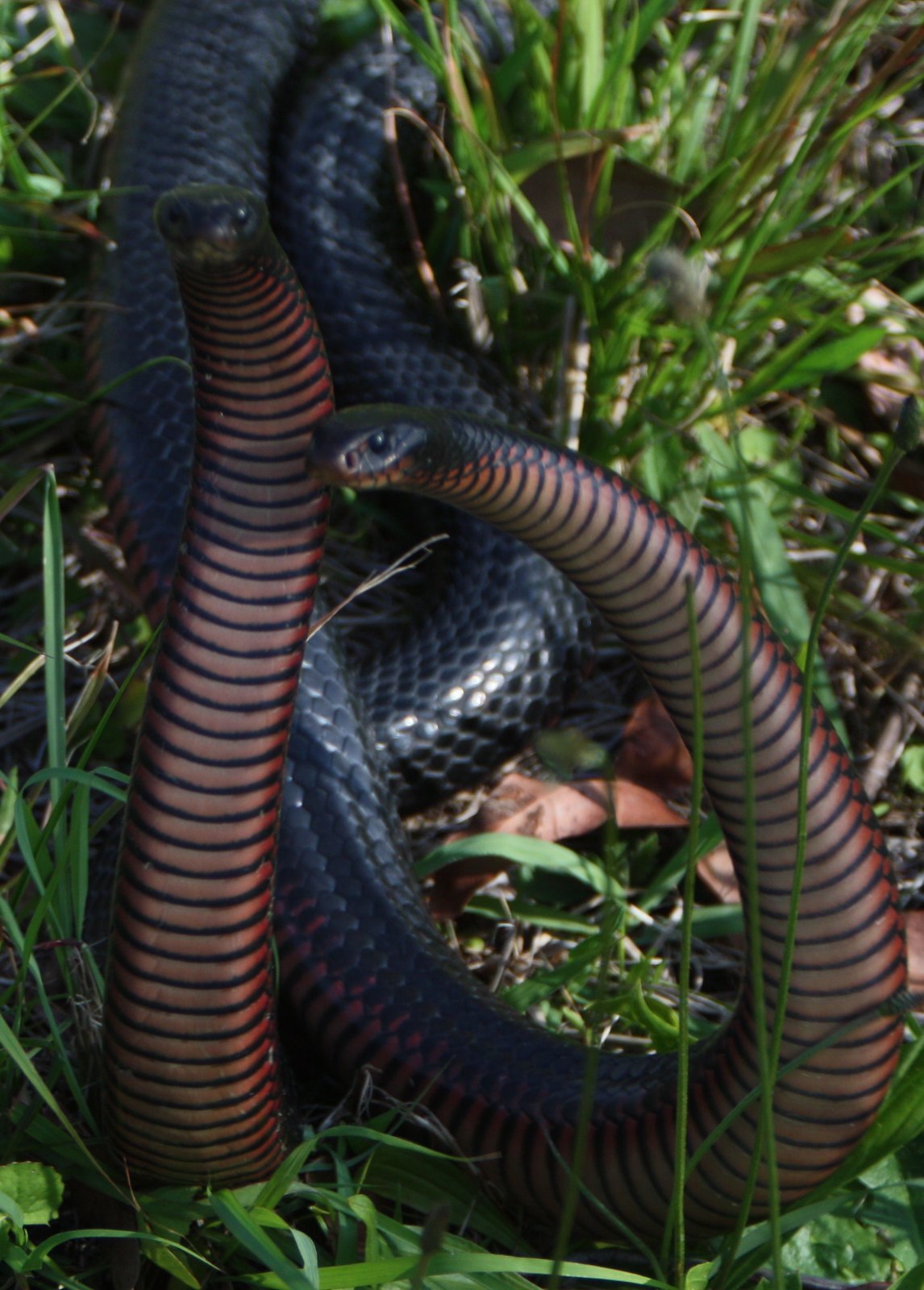 Ехидны змеи. Ехидна змея. Черная ехидна. Pseudechis porphyriacus. Ехидна змея фото.