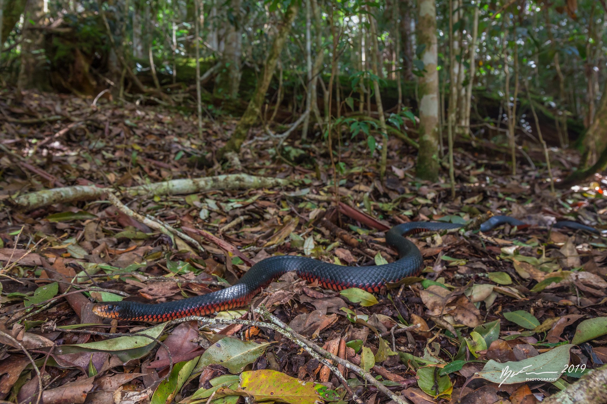 Ехидны змеи. Черная ехидна змея. Ехидна ядовитая змея. Pseudechis porphyriacus. Австралийская краснобрюхая змея.