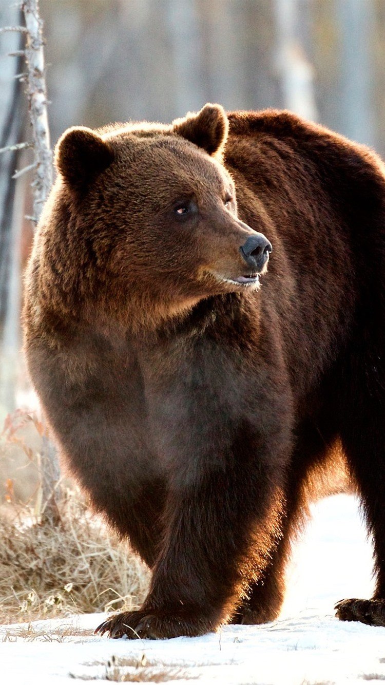 Коричневый медведь (61 фото)