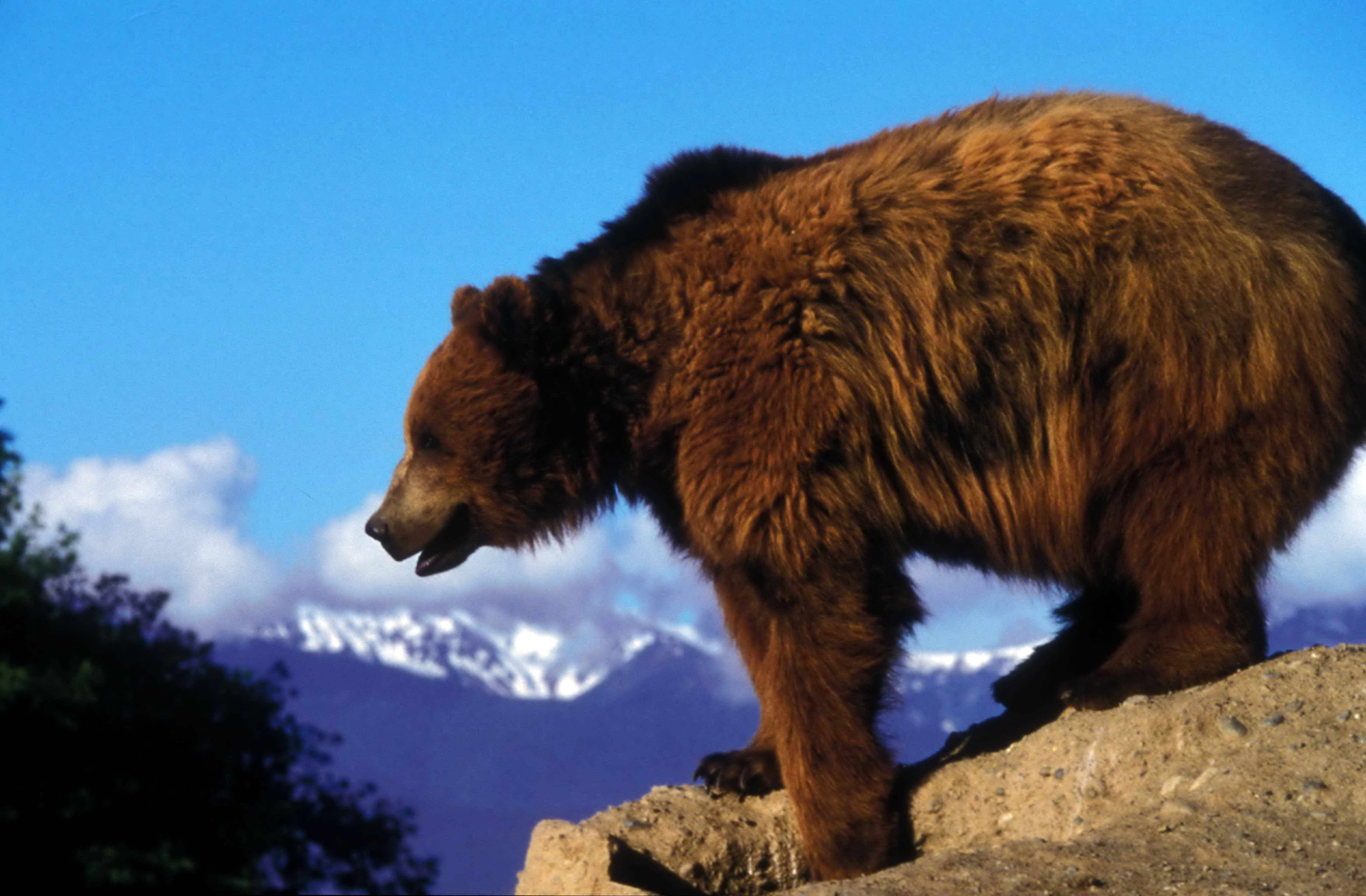 Медведь крупное млекопитающее. Гризли североамериканский бурый медведь. Бурый медведь Гризли в Северной Америке. Северная Америка медведь Гризли. Короткомордый пещерный медведь.