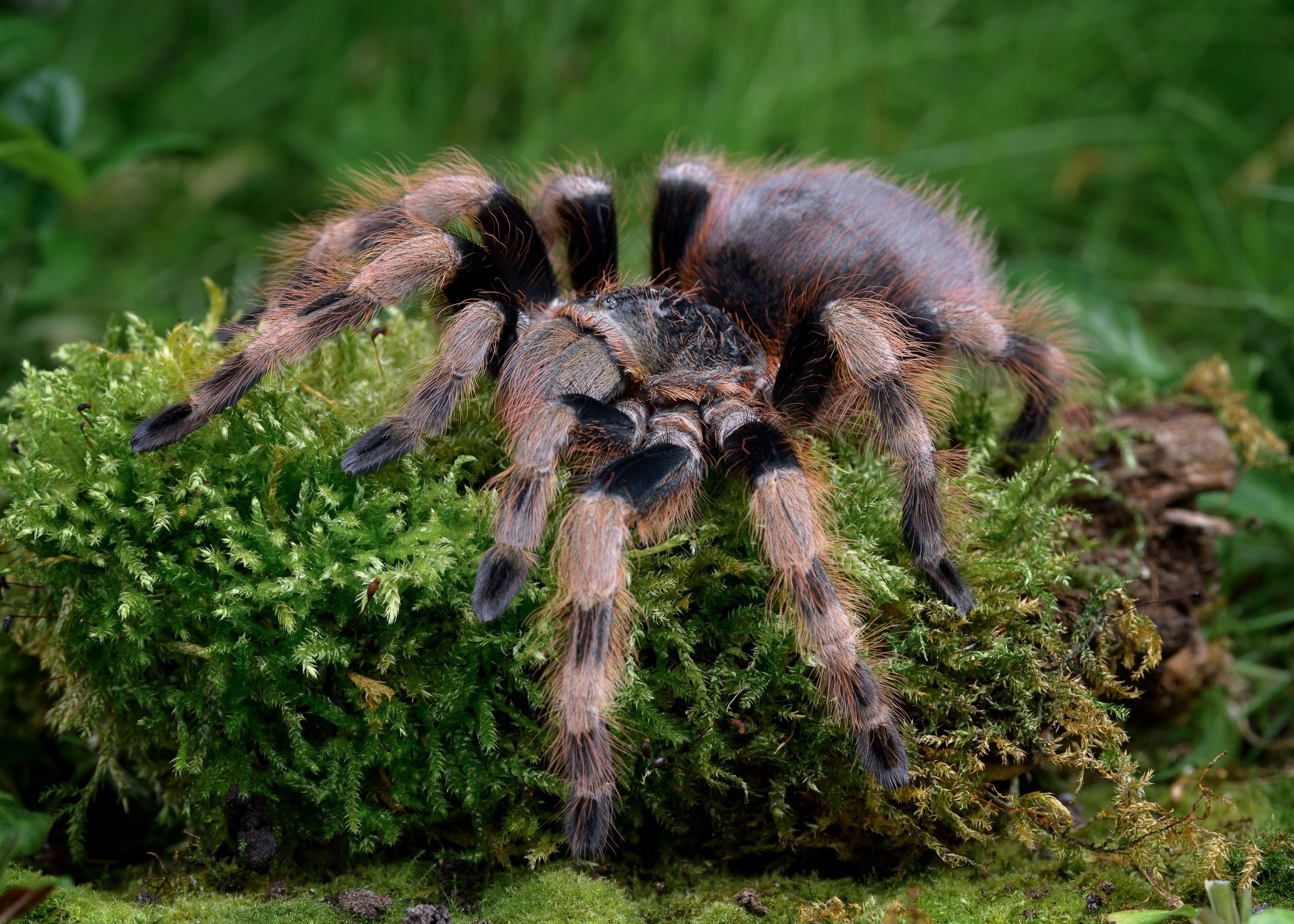 Фото как выглядит паук тарантул фото