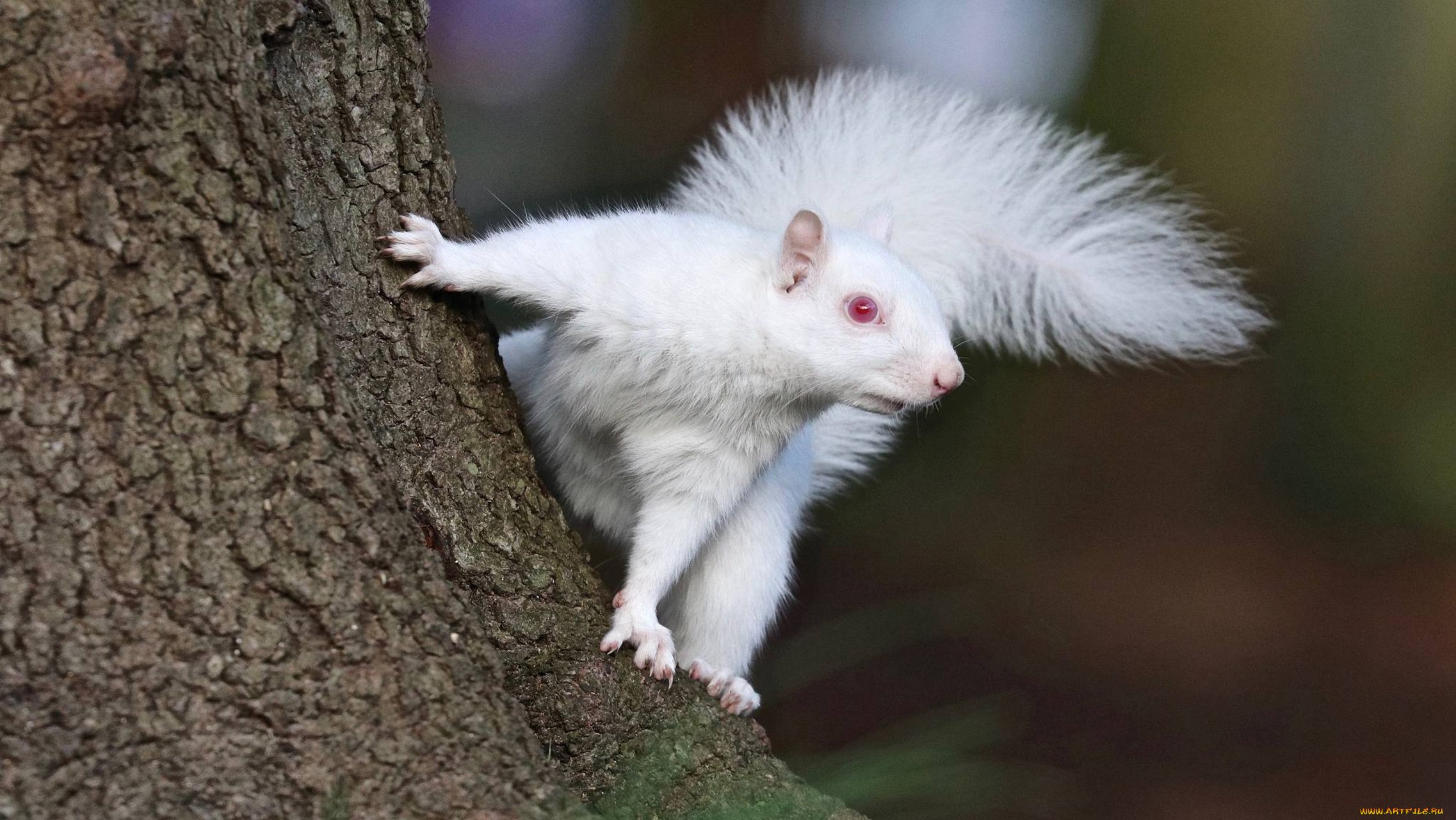 В дикой природе мыши с альбинизмом. Белка альбинос. Летяга альбинос. Бела белка альбинос. Белая белка летяга.