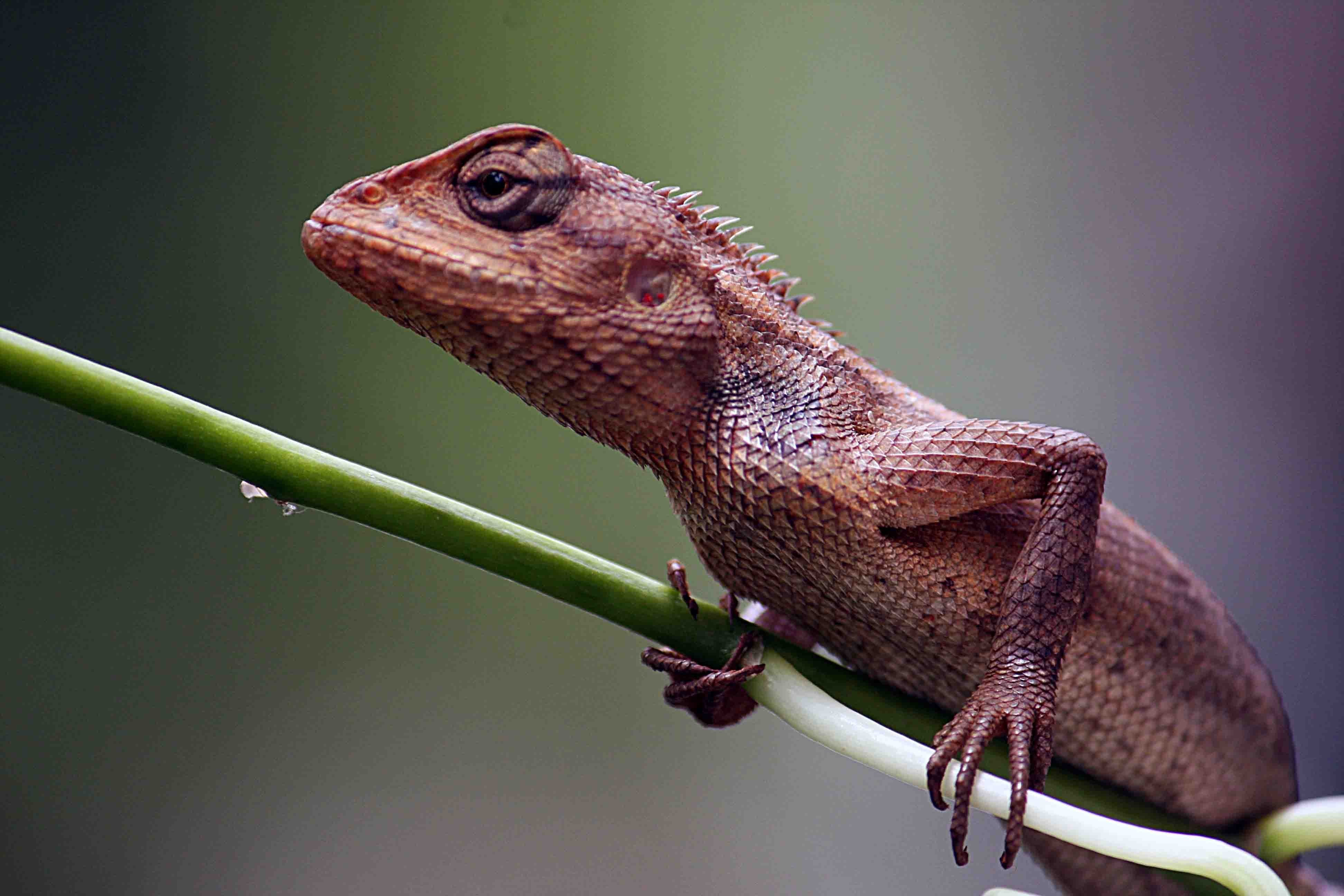 Lizard. Ящерица Кавказская. Руинная агама. Варан кавказский. Руинная ящерица.