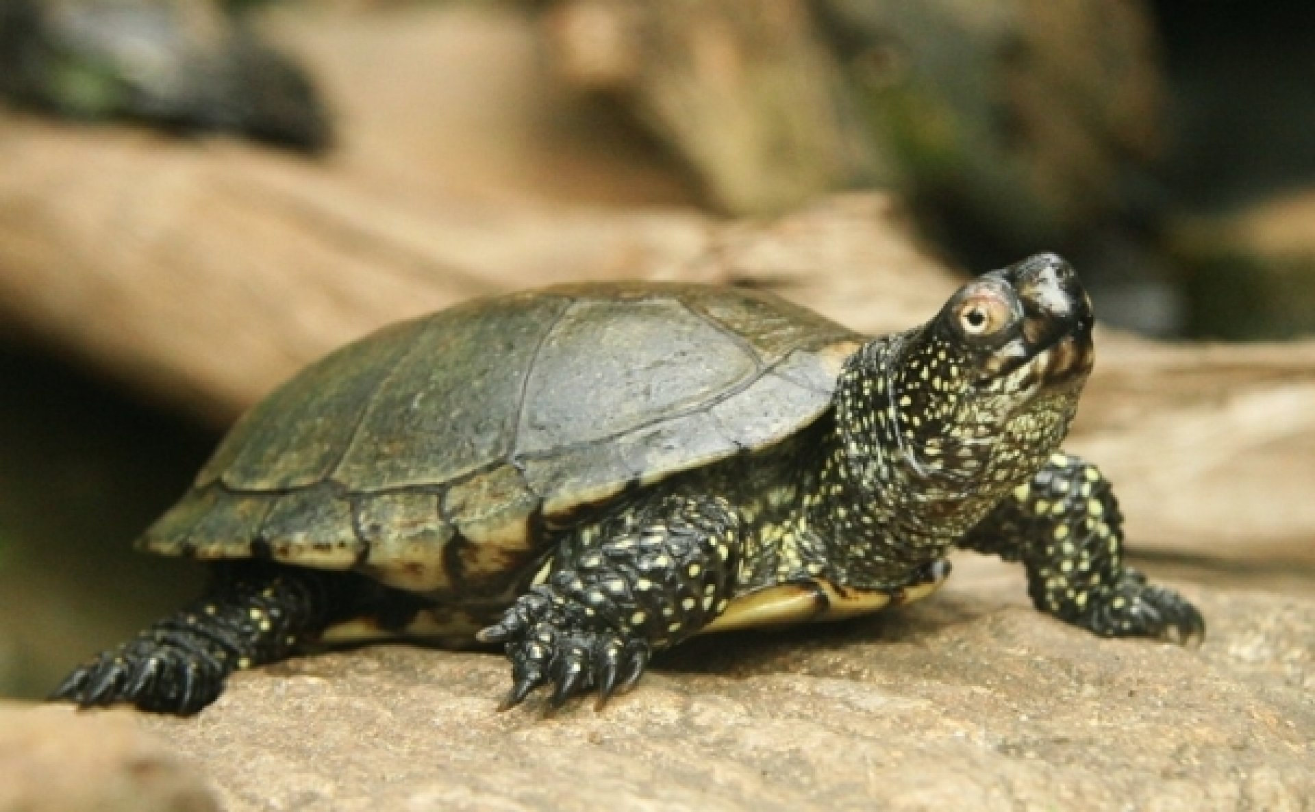 Черепаха 6 букв. Европейская Болотная черепаха. Среднеазиатская Болотная черепаха. Болотная черепаха Emys orbicularis (Linnaeus, 1758). Европейская Болотная черепаха (Emys orbicularis).