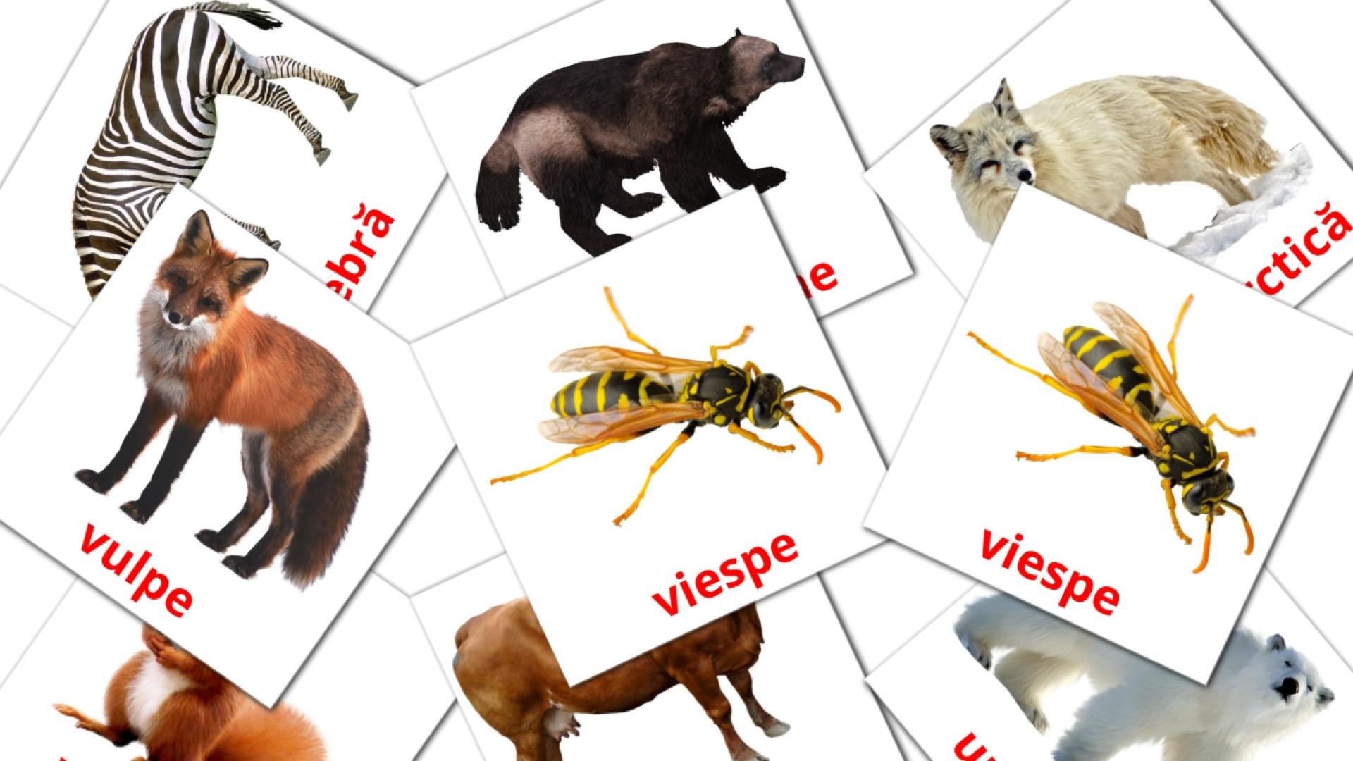 Включи карточки есть. Карточки Домана животные. Карточки Домана Дикие животные. Румынский животные. Животные на румынском языке.