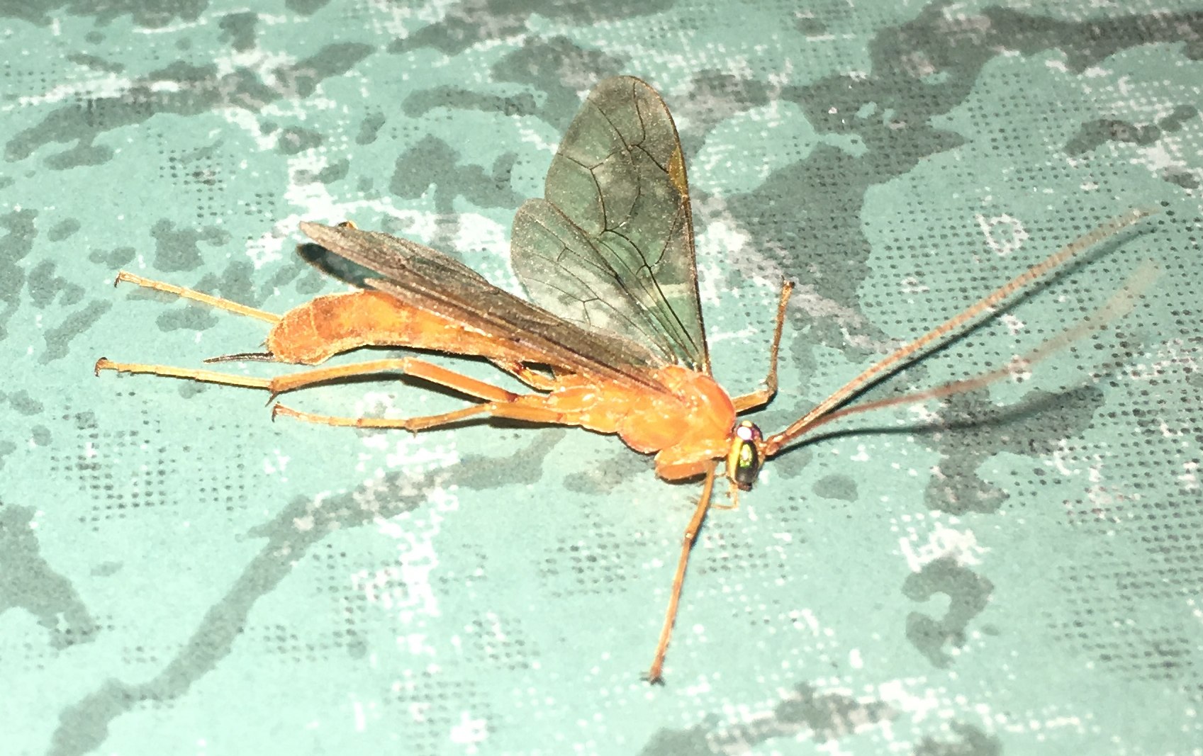 Оранжевый комар. Насекомые с длинным жалом с крыльями. Насекомое с длинным хвостом и крыльями. Огромное насекомое с крыльями. Оранжевое насекомое с крыльями.