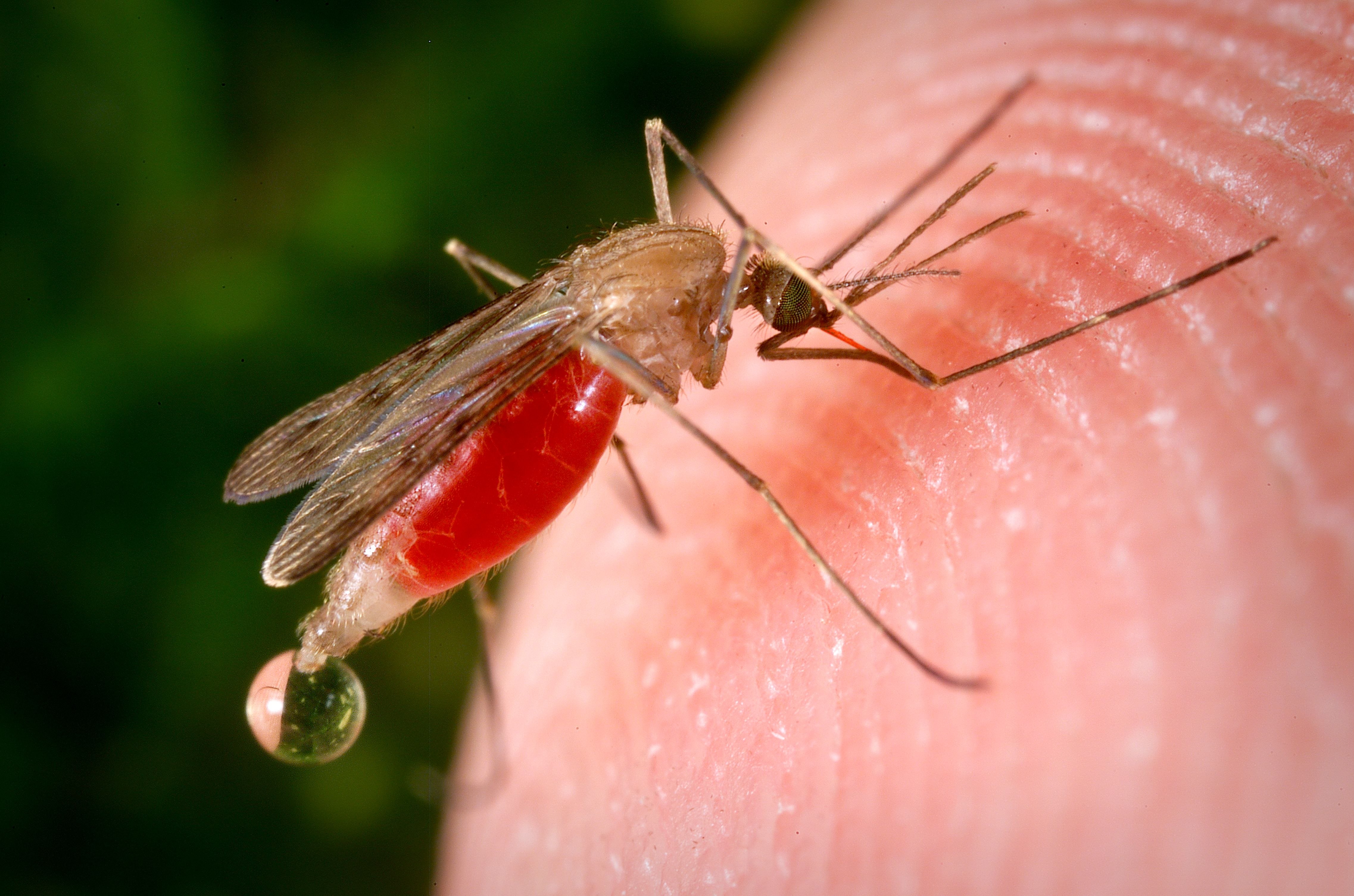 Малярия животное. Малярийный комар. Малярия комар.