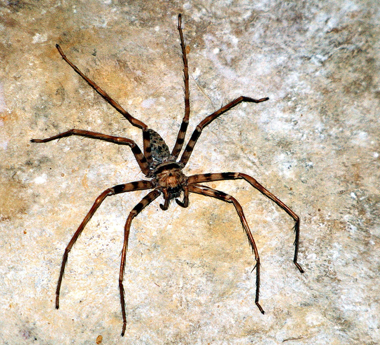 Самые самые паукообразные. Гигантский паук-охотник (heteropoda maxima). Тарантул Голиаф. Паук птицеед Голиаф. Птицеед Голиаф.