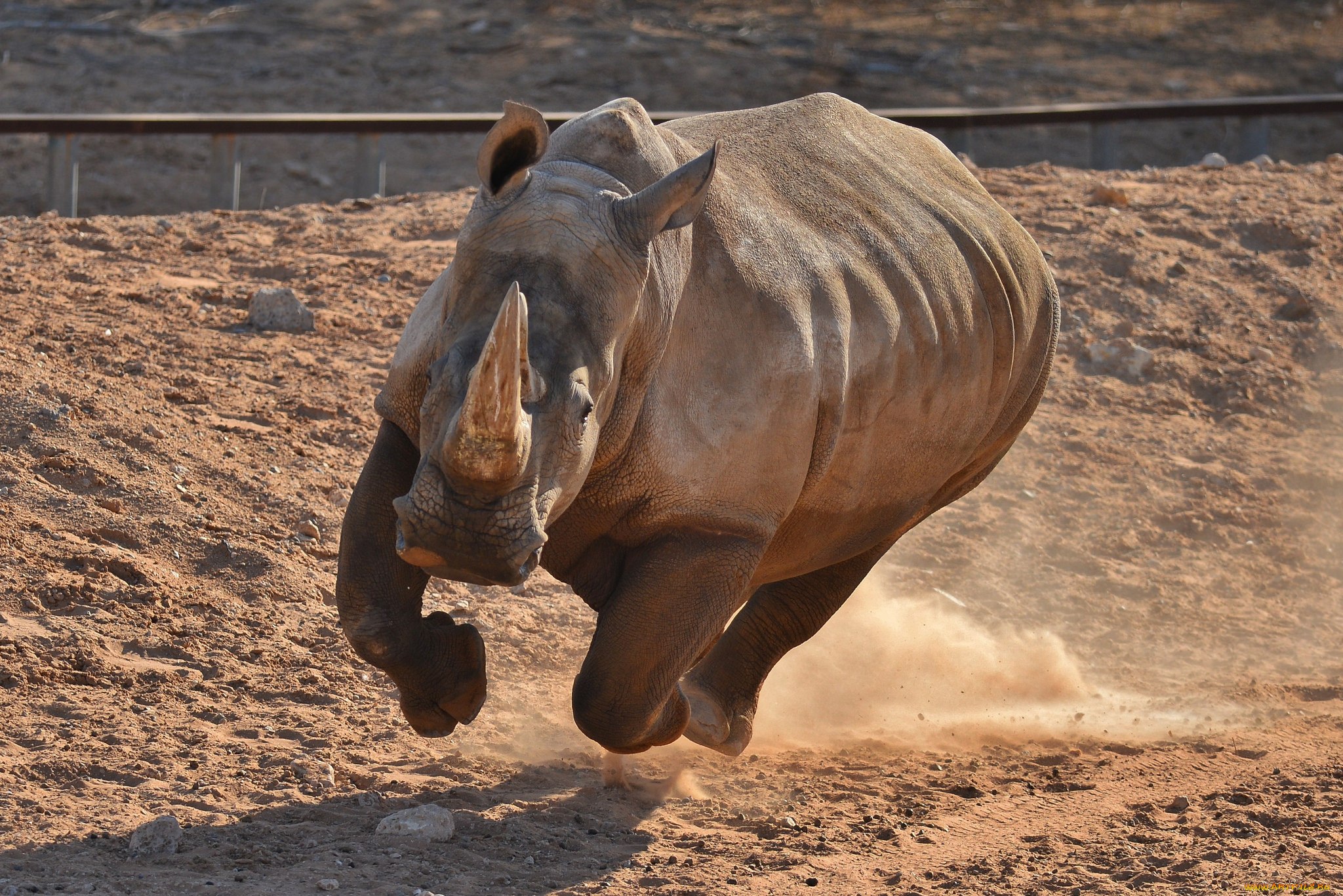 Носорог все выступления. Носорог. Носорог бежит. Разъяренный носорог.