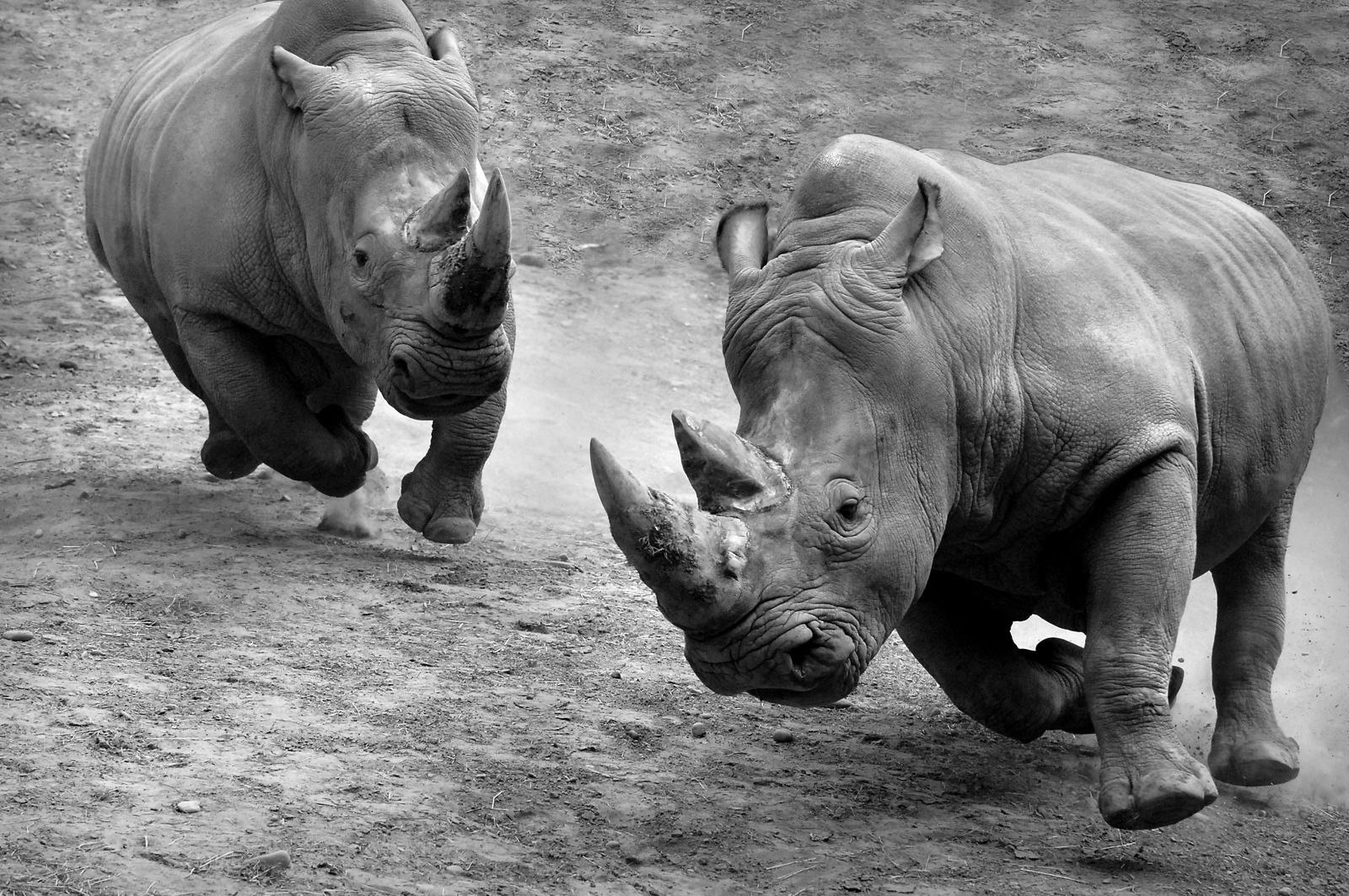 Носорог все выступления. Носорог. Разъяренный носорог. Носорог бежит. Мощный носорог.