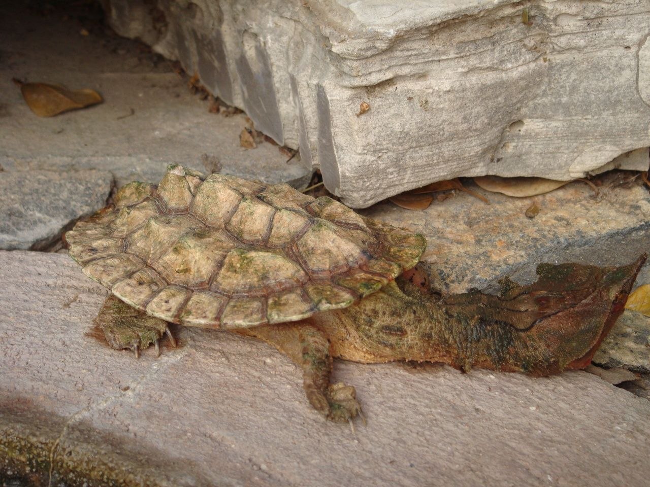 Бахромчатая черепаха фото