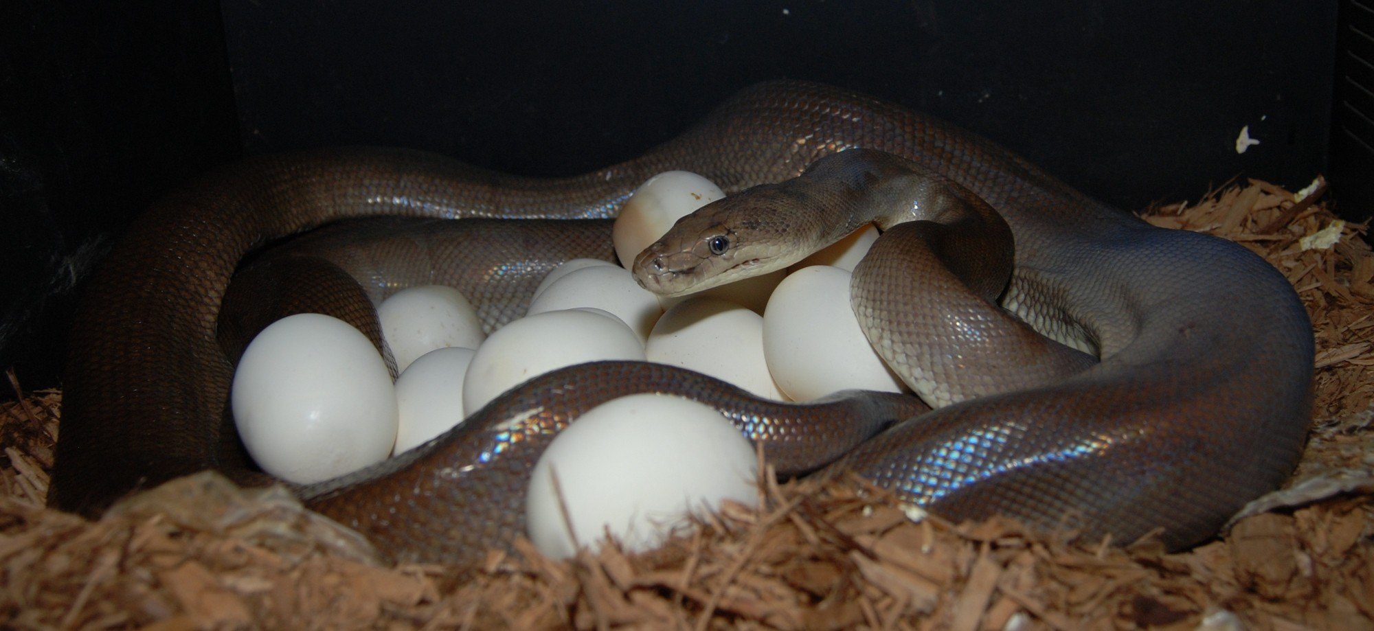 Какие яйца змей. Яйцеживорождение гадюка. Детеныш королевского питона. Змея Анаконда размножение.