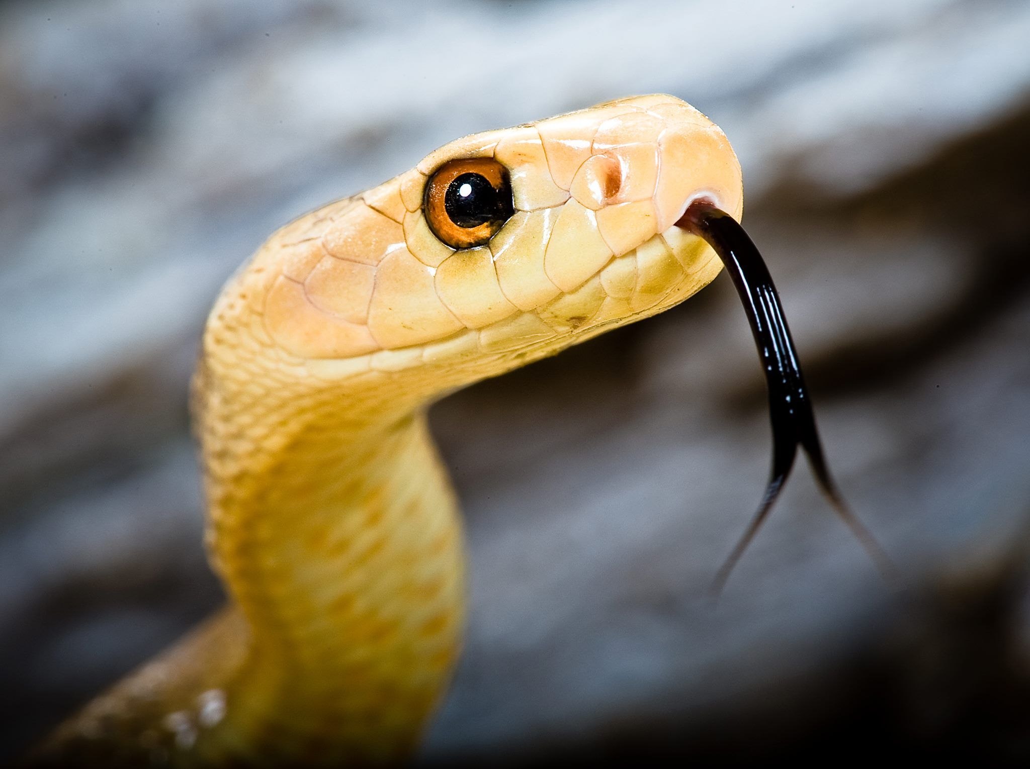 Почему змея высовывает. Желтая змея Тайпан. Тайпан Маккоя змея. Черный Тайпан змея. Прибрежный Тайпан.