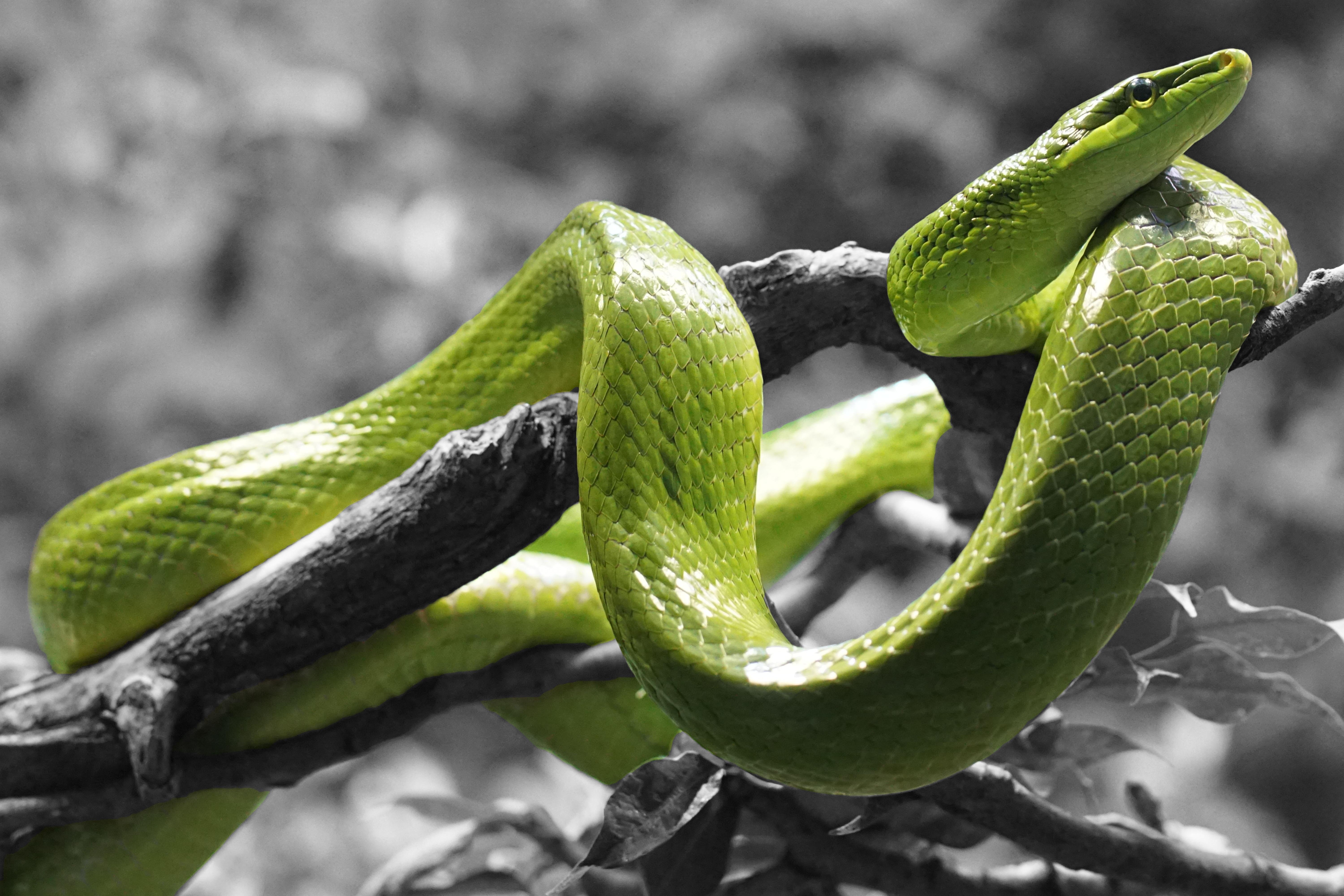 Большие зеленые змеи. Зелёная мамба змея. Зеленая змея ядовитая мамба. Грин Снейк. Зеленый полоз.