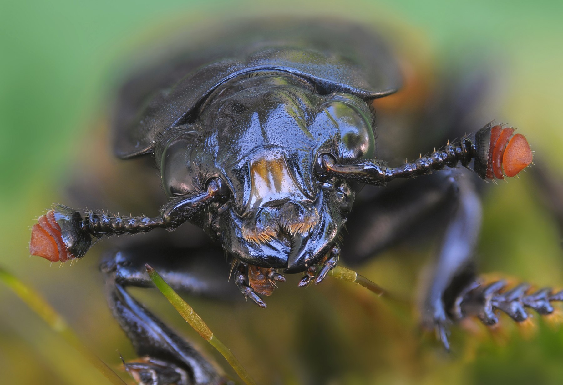 Известно что жук могильщик довольно крупное насекомое